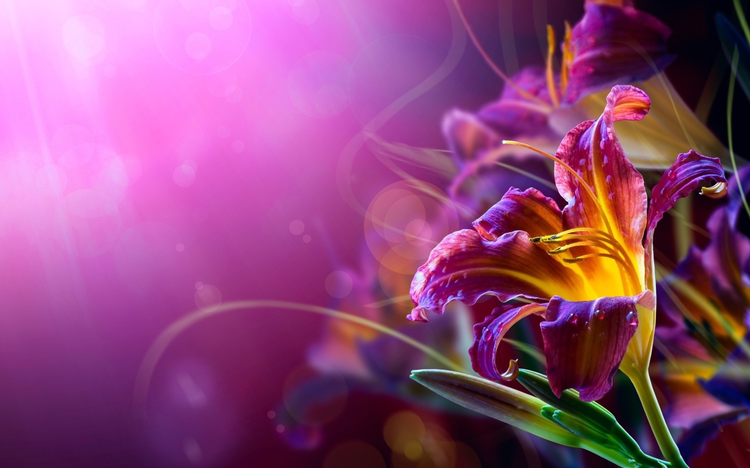 2560x1600 Abstract-Flower-Backgrounds