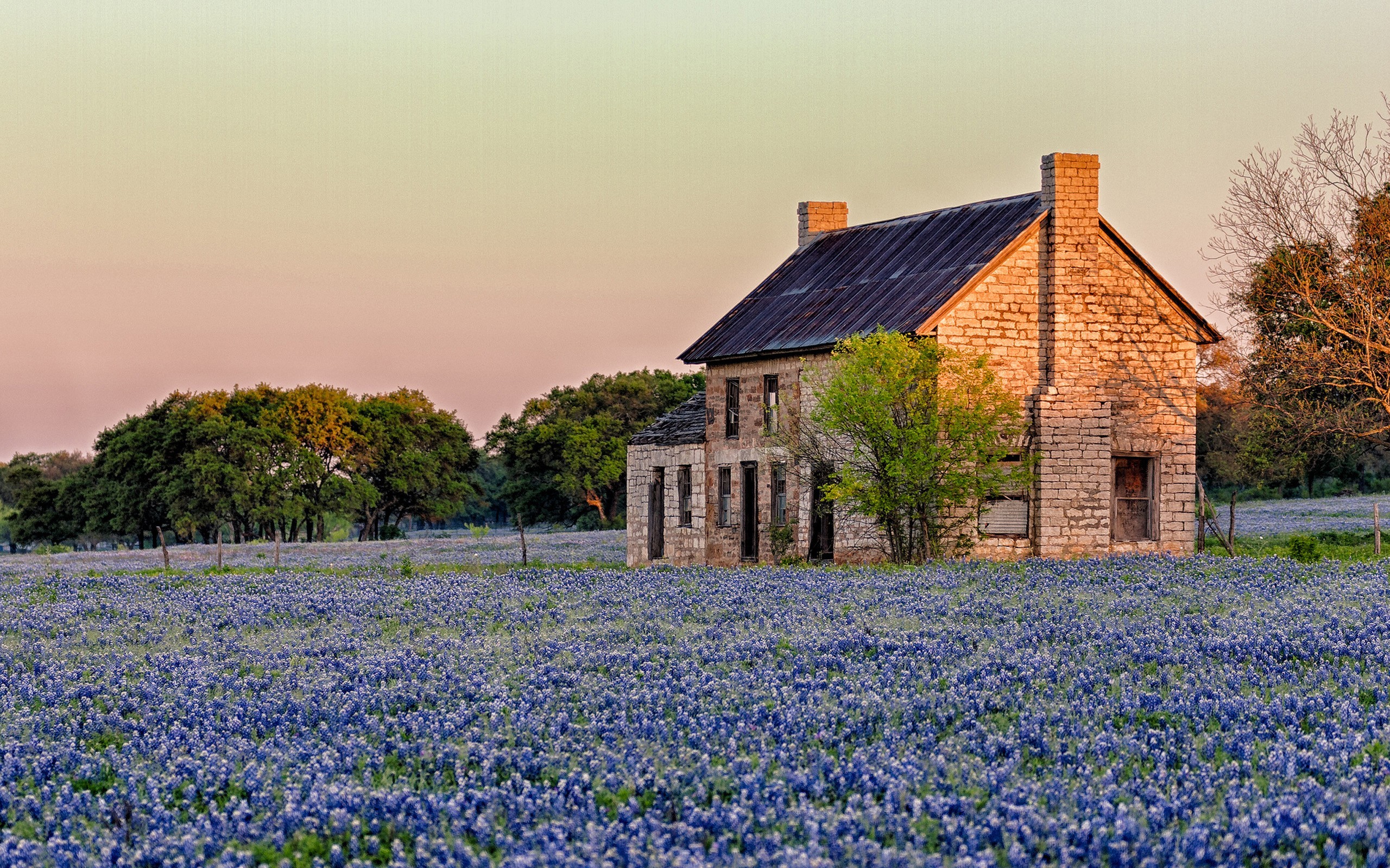 2560x1600 Texas sunlight blue flowers Bluebonnet hd wallpaper Lg pic