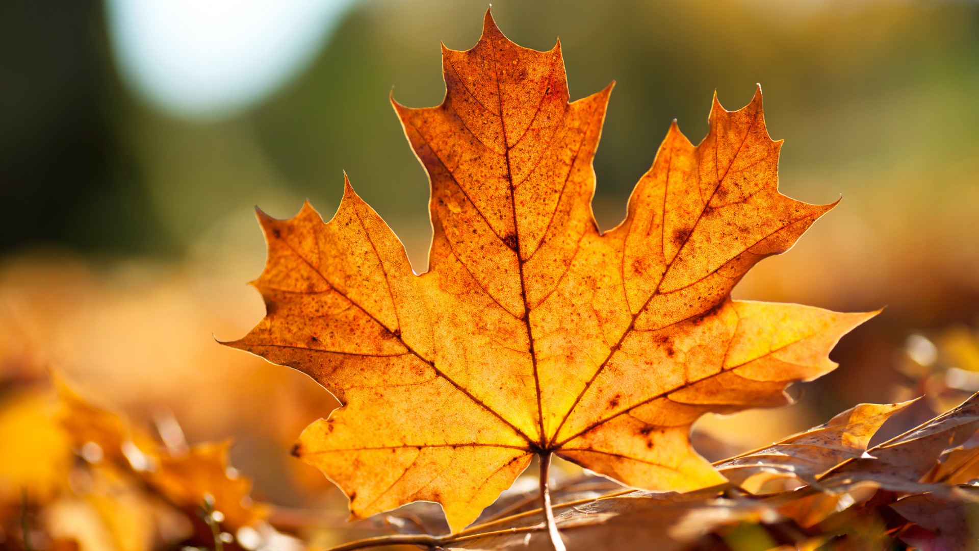 1920x1080 Autumn Fall Leaves Wallpapers HD Desktop Wallpaper, Background Image