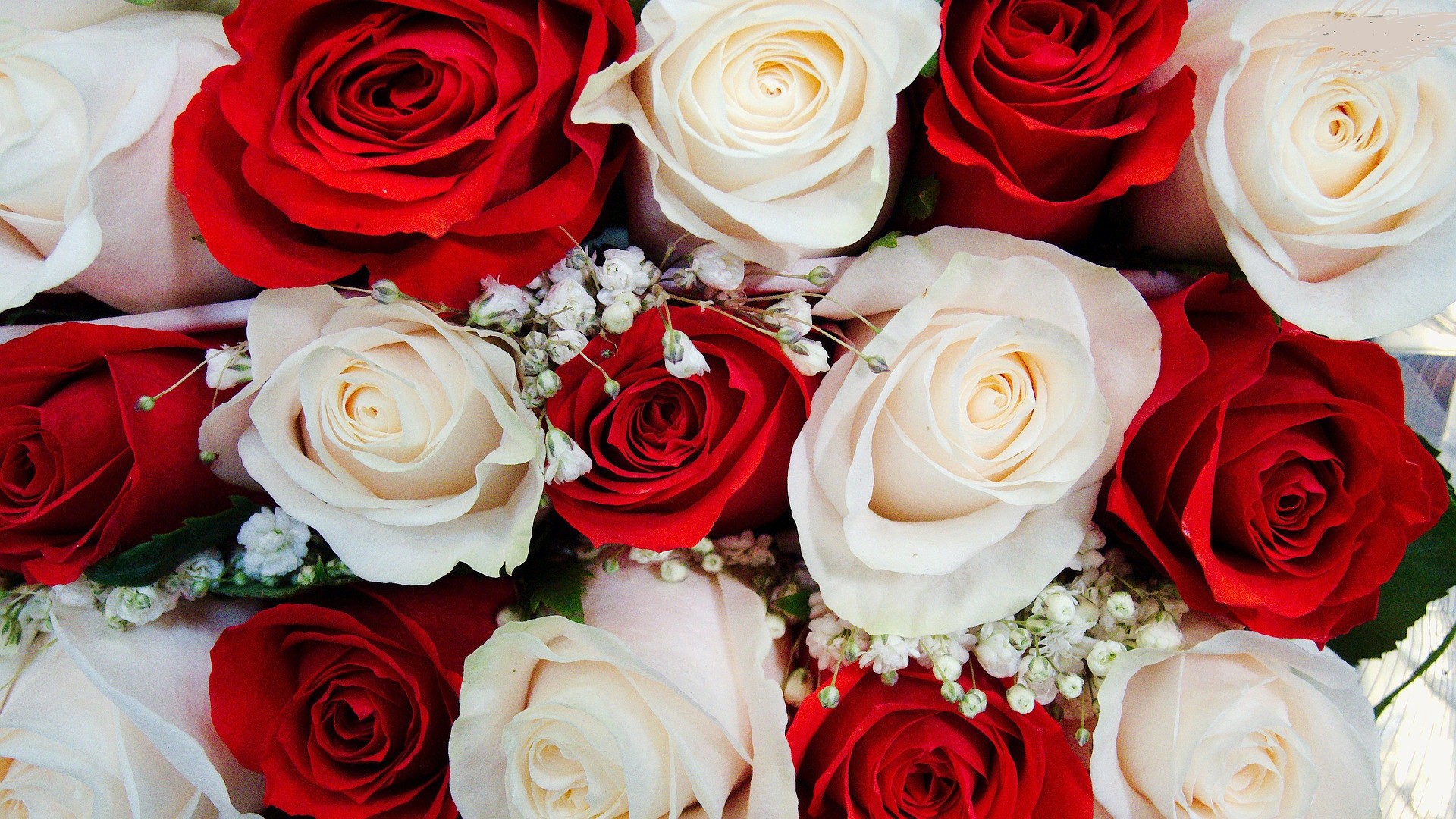 1920x1080 amazing-red-white-roses-free-wallpapers-hd