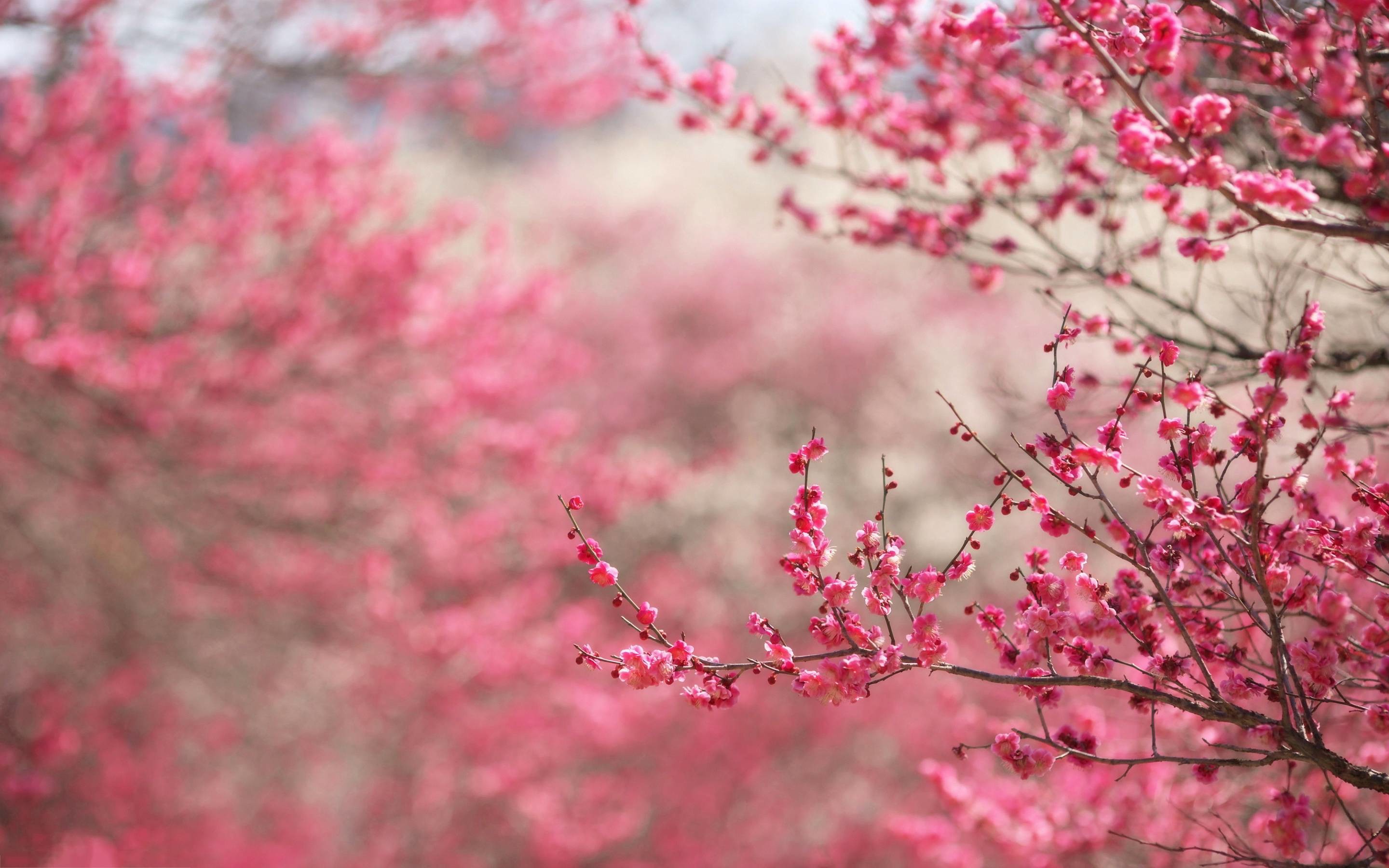 2880x1800 Wallpapers For > Pink Cherry Blossom Backgrounds