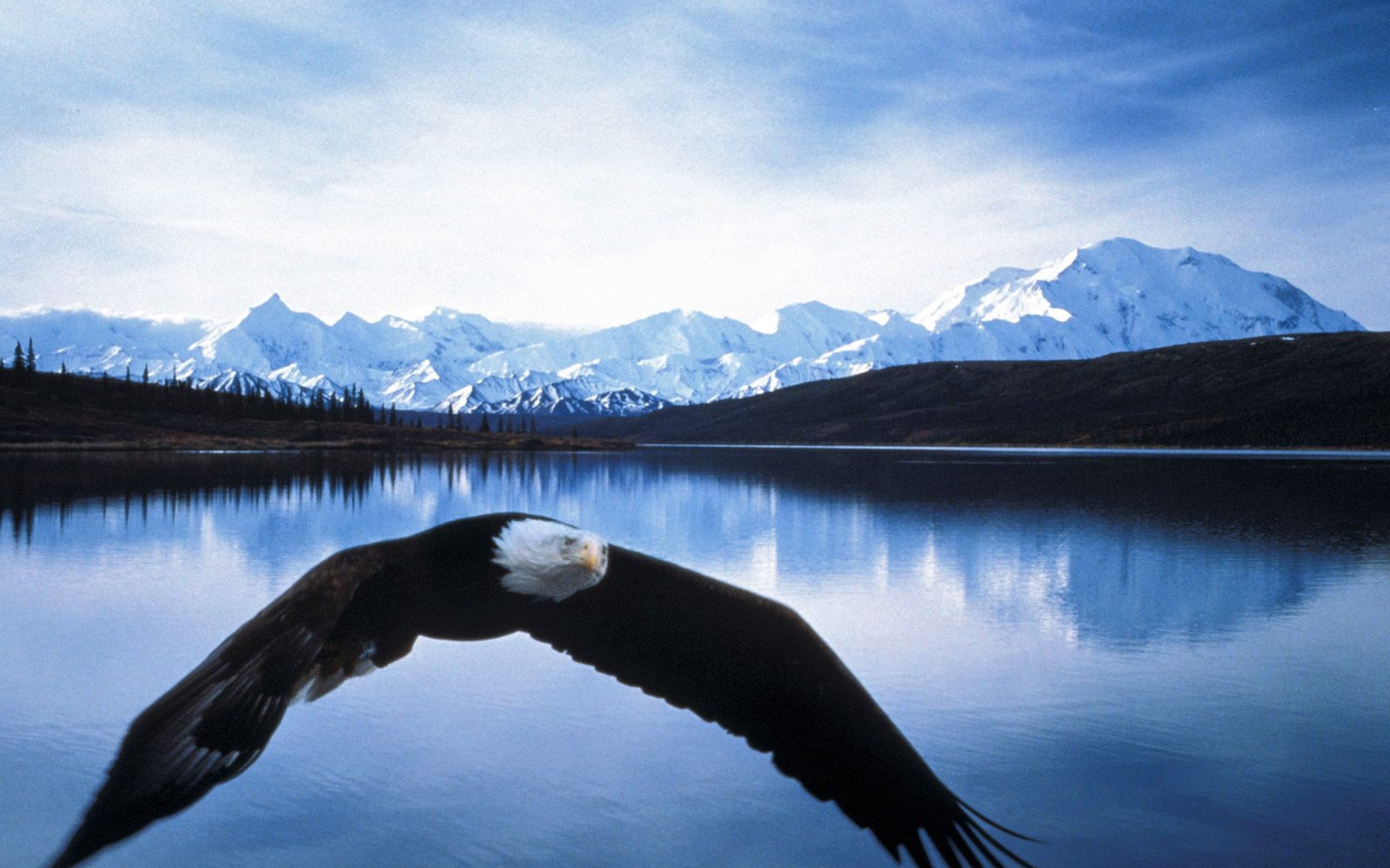 2560x1600 HD Bald Eagle In Flight Denali National Park Alaska Wallpaper