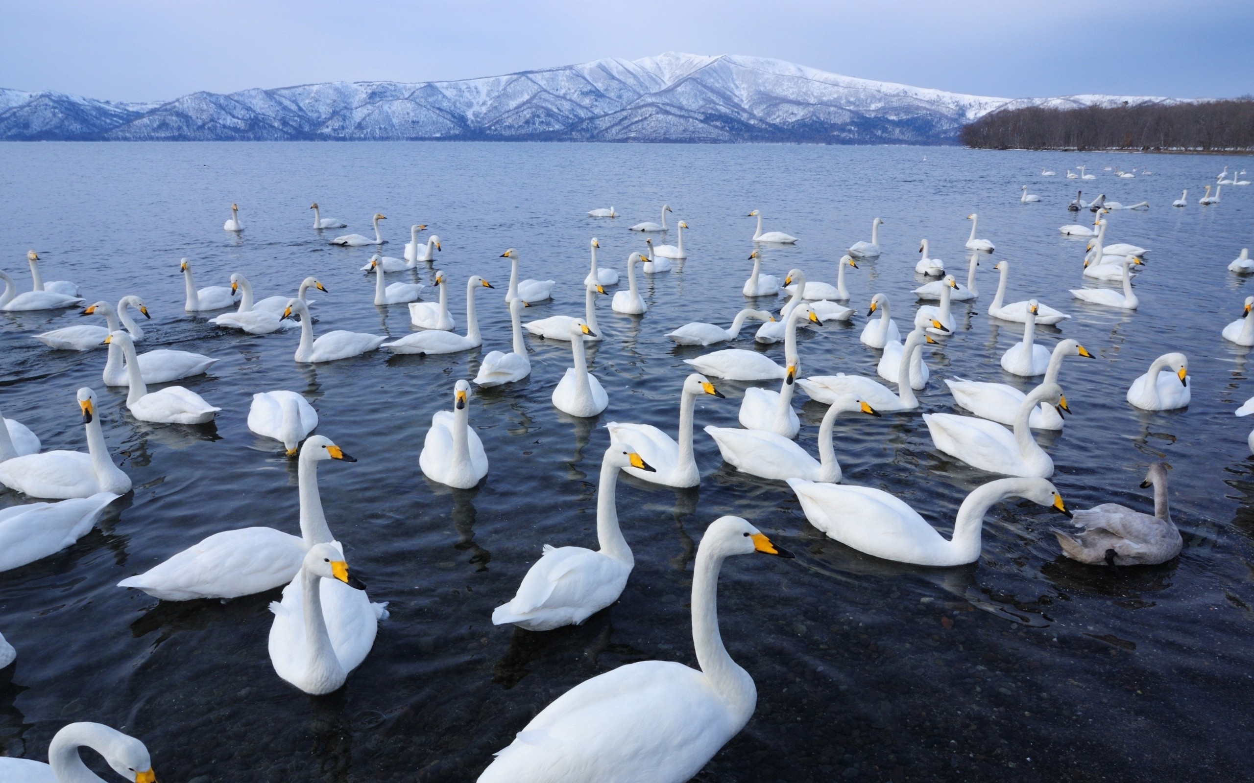 2560x1600 Beautiful Flock Of Swans Wallpaper