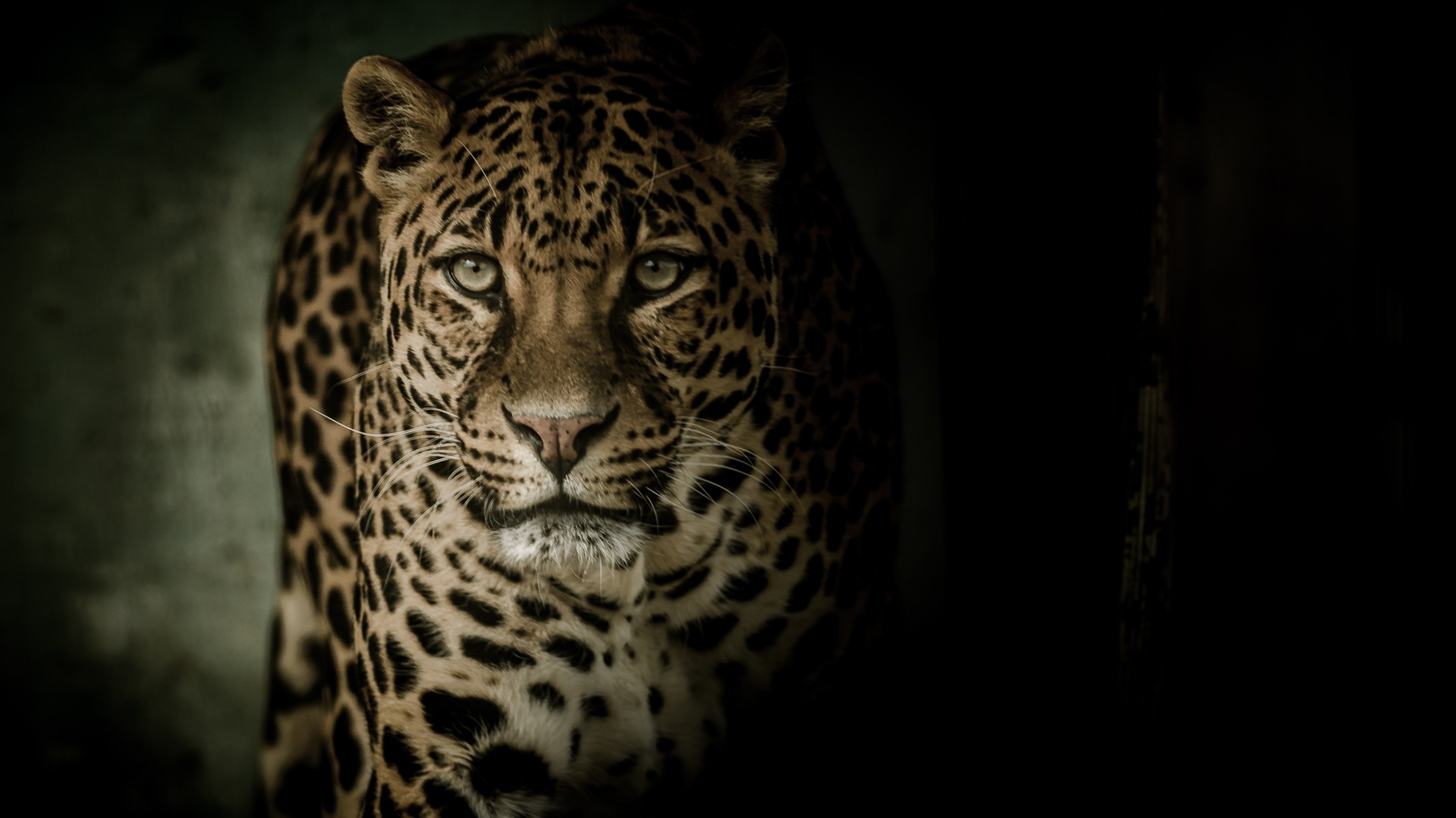 3000x1686 Leopard, Wild, Predator, Big Cats