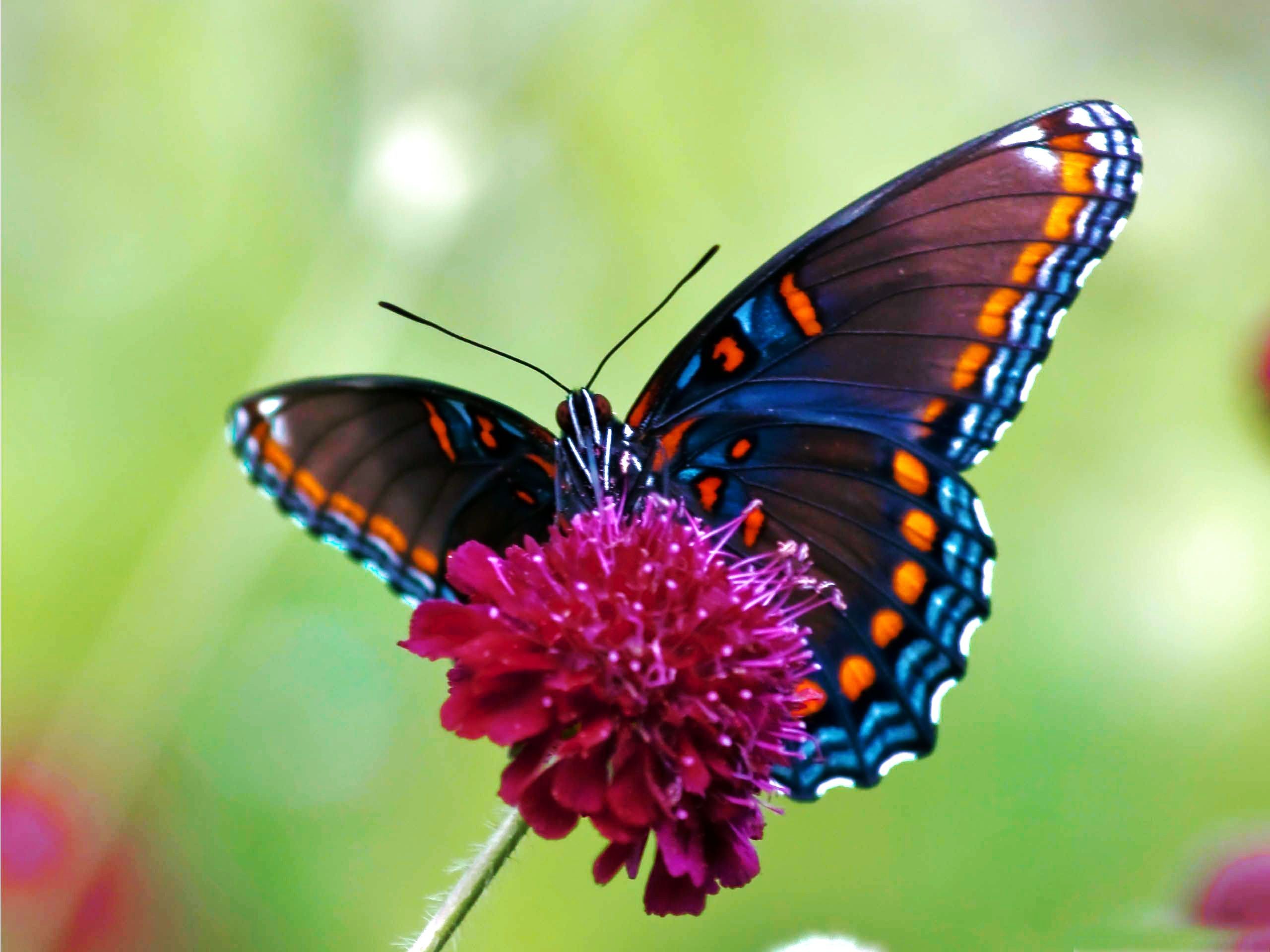 2560x1920 Illustrations Of Butterflies | HD Colorful Butterfly Wallpaper