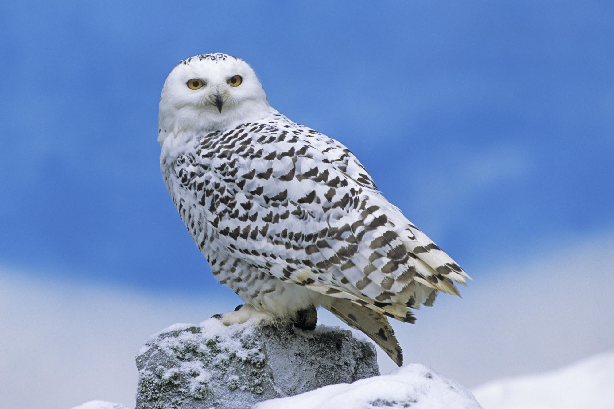 2000x1333 Snowy Owl