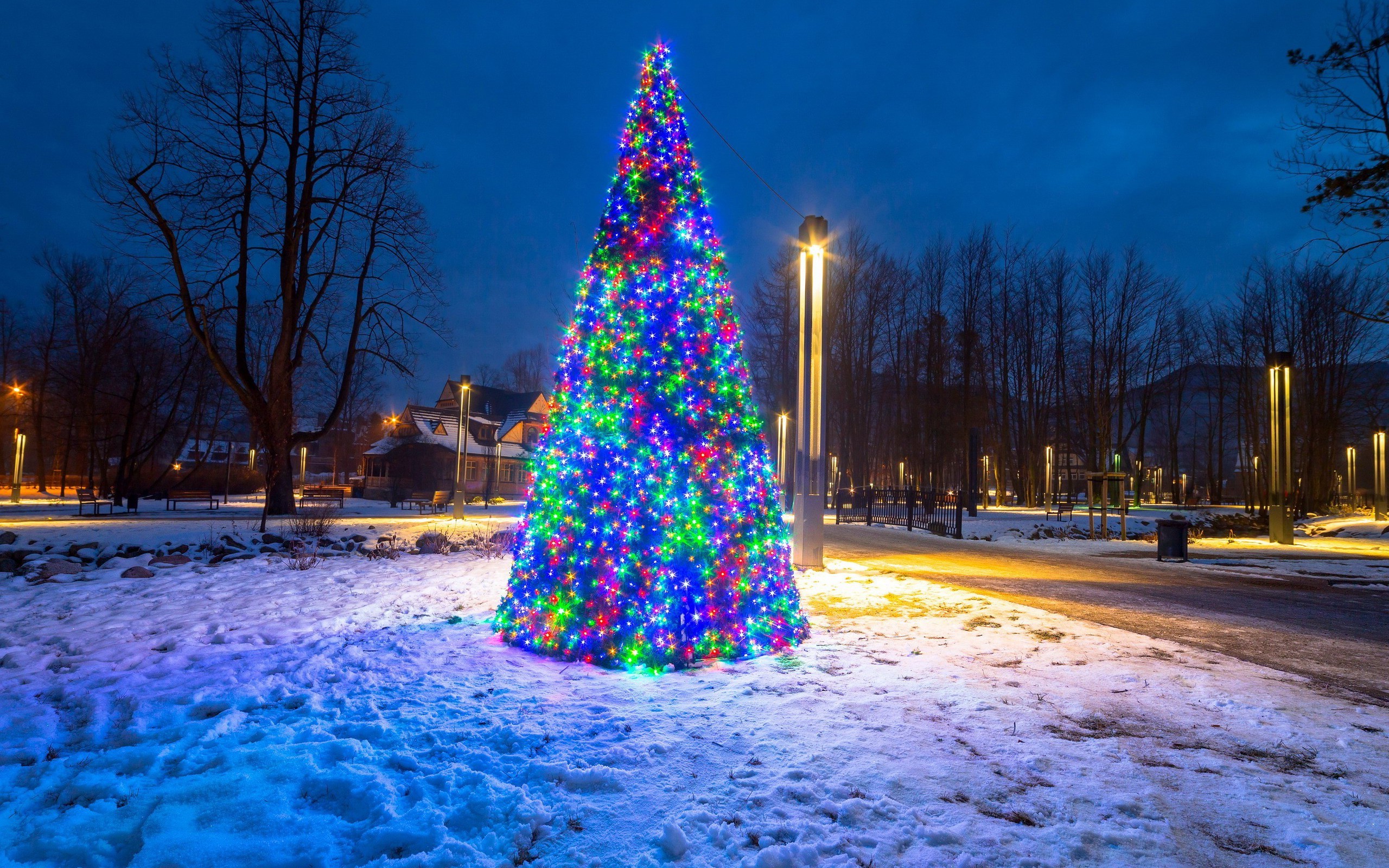 2560x1600 holiday, Fir, Christmas, Christmas Lights, Nature, Snow