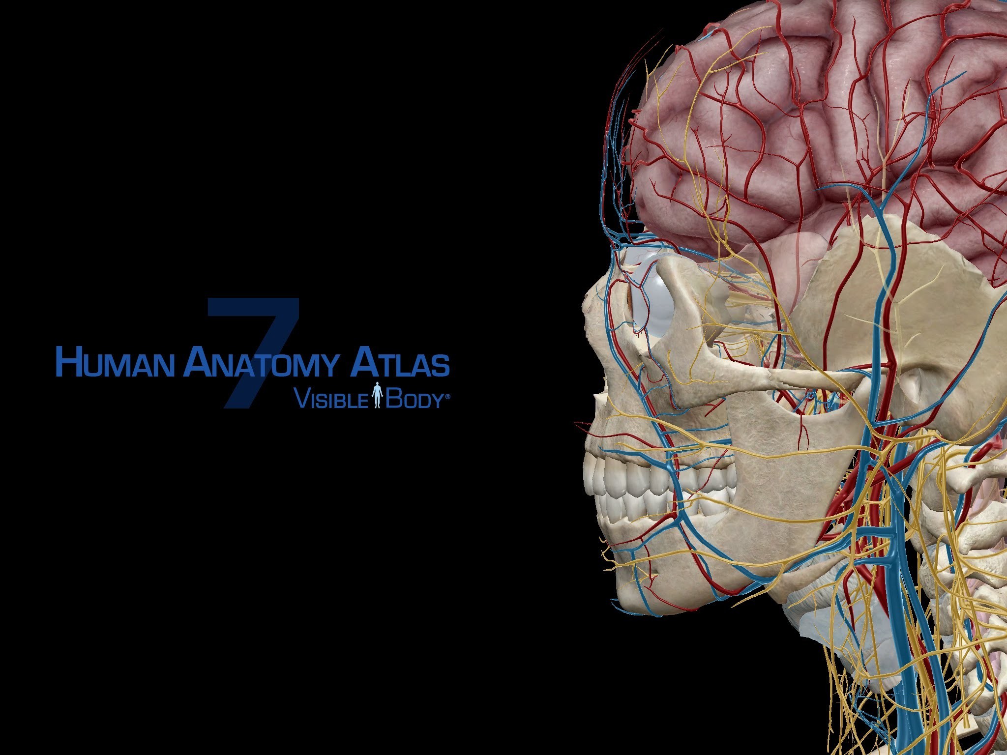 2048x1536 Anatomy Human Brain Images Luxury Hd Medical Wallpaper 61 Images .