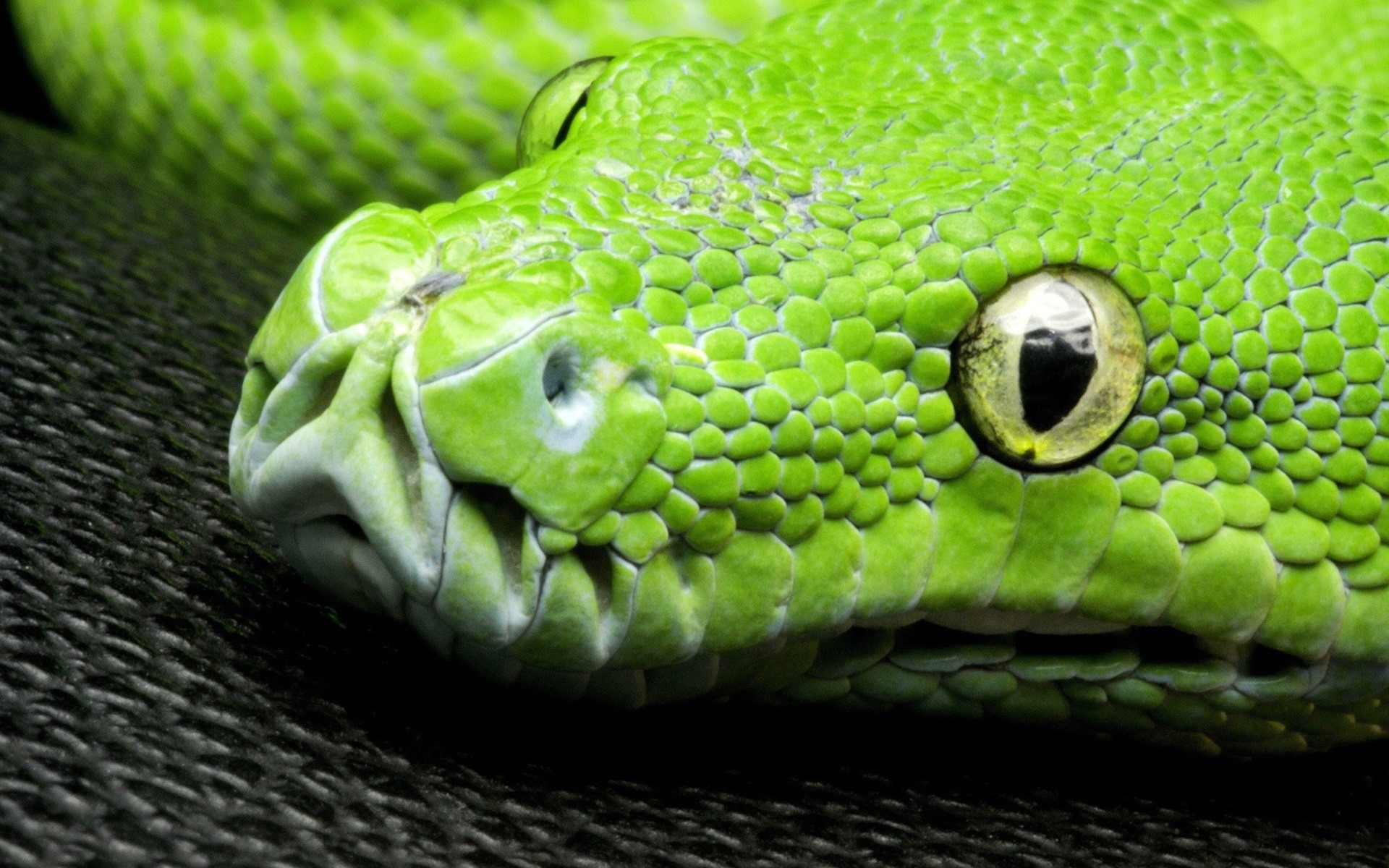 1920x1200 Green snake, eyes, scales, head close-up wallpaper 