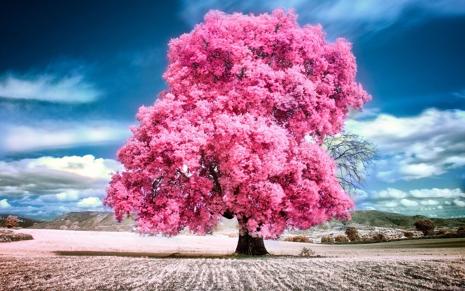 1920x1200 sky, clouds, pink, summer, beauty, beautiful, tree, nature, landscape  Wallpaper HD