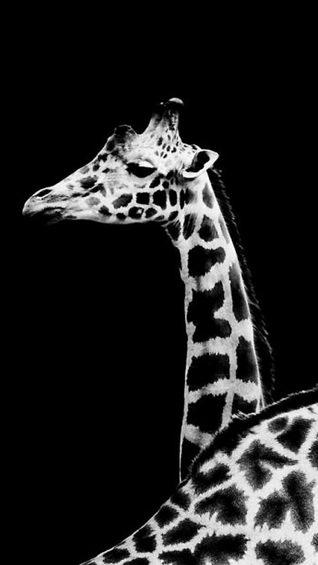 1080x1920 Dark Simple Giraffe Animal #iPhone #6 #plus #wallpaper