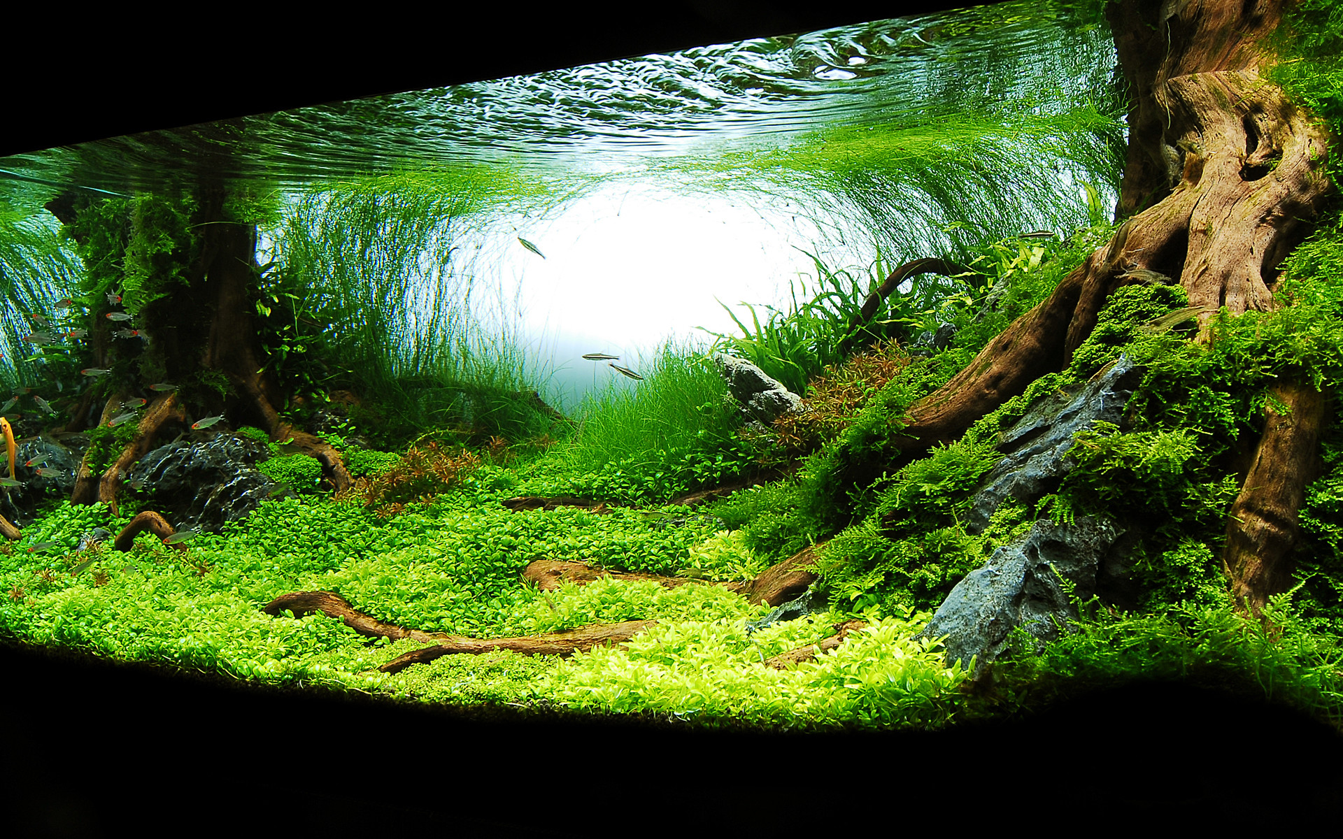 1920x1200 Gorgeous Aquarium Design Hd Pic : Planted Aquarium Inspirational Aquariums  Beautiful