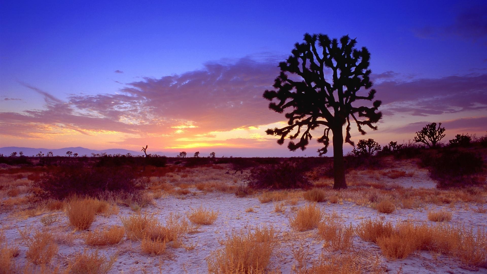 1920x1080 Sunset desert california mojave joshua tree wallpaper