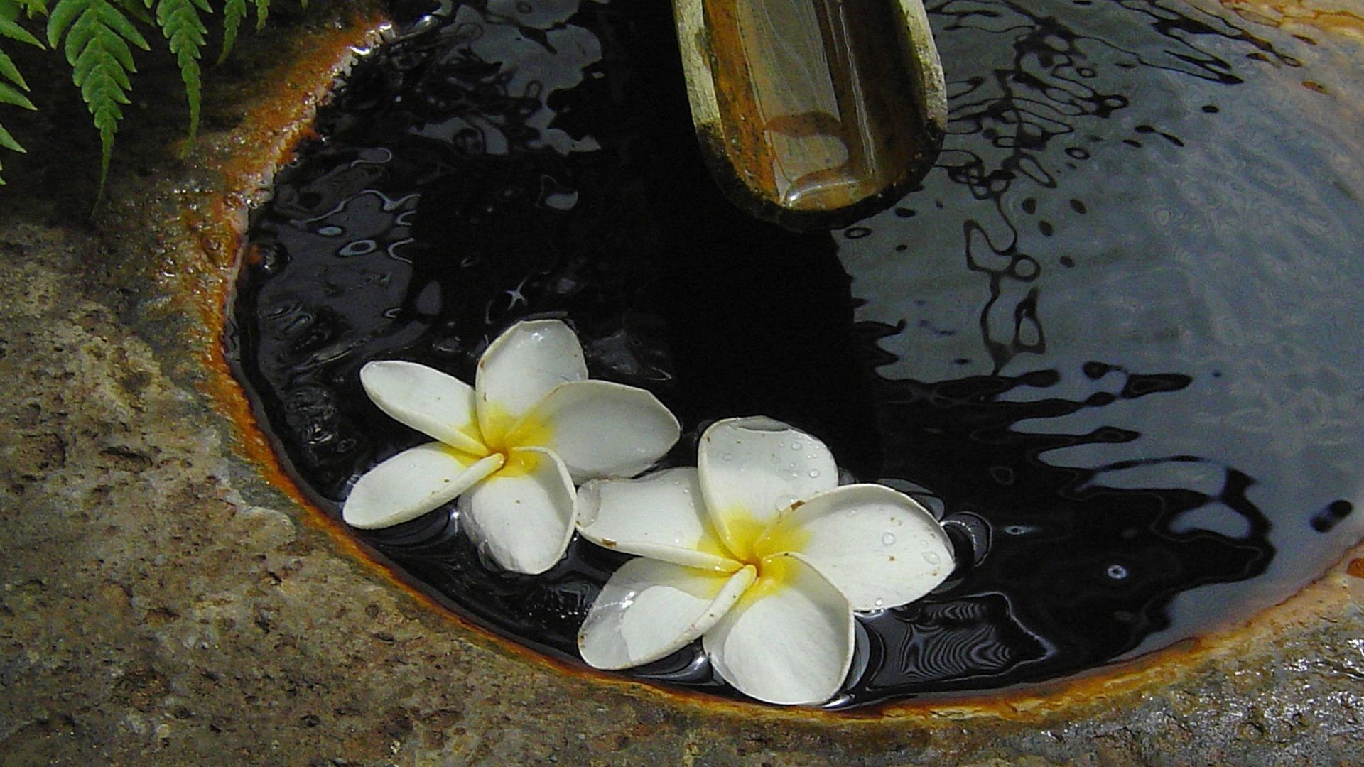 1920x1080 Float Tag - Plumeria Japanese Zen Garden Hawaii Floating Flowers Hawaiian  Peace Water Frangipani Feng Shui