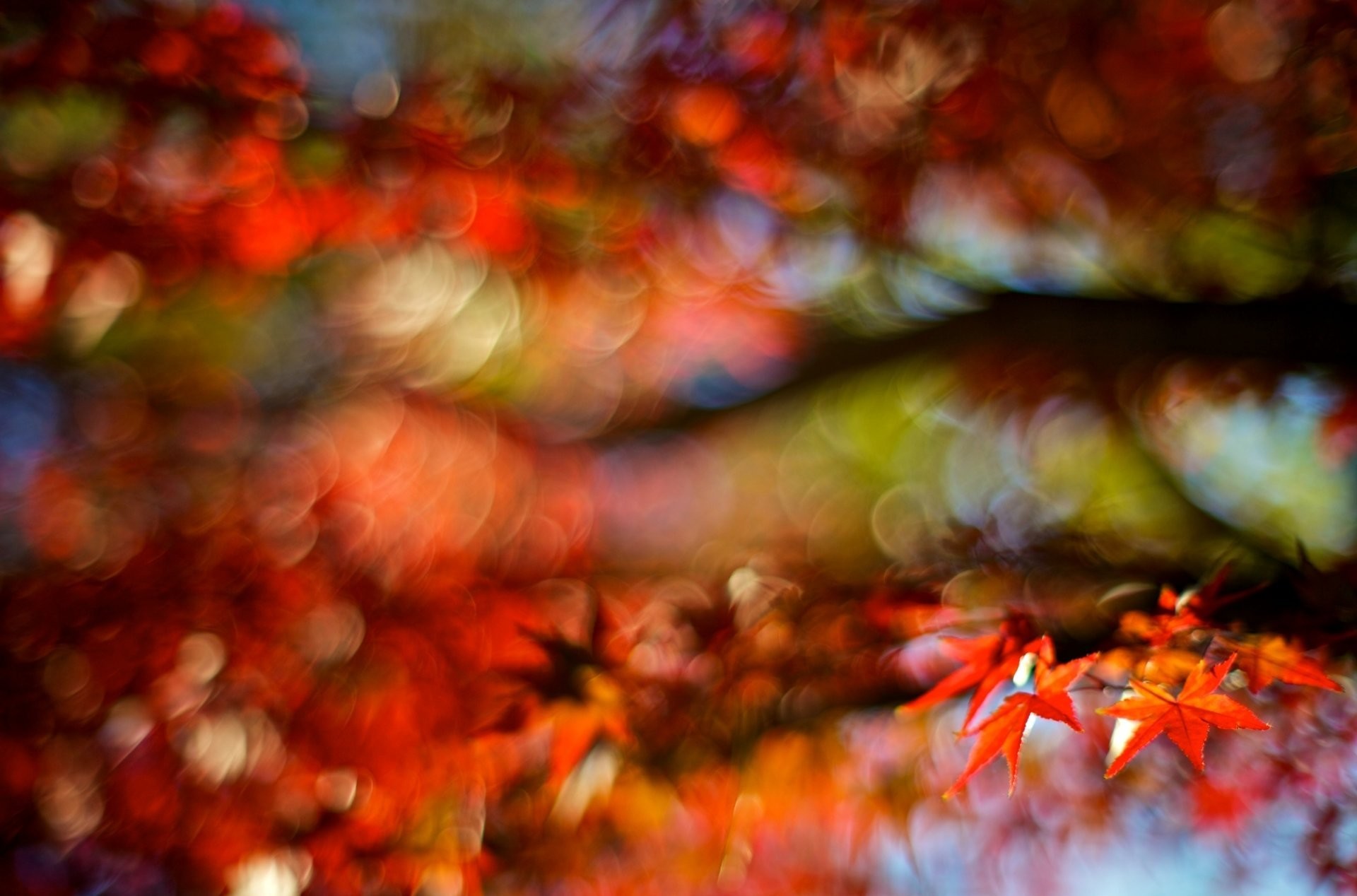 1920x1268 close up leaf leaf autumn red blur blur tree bokeh background wallpaper  widescreen full screen widescreen