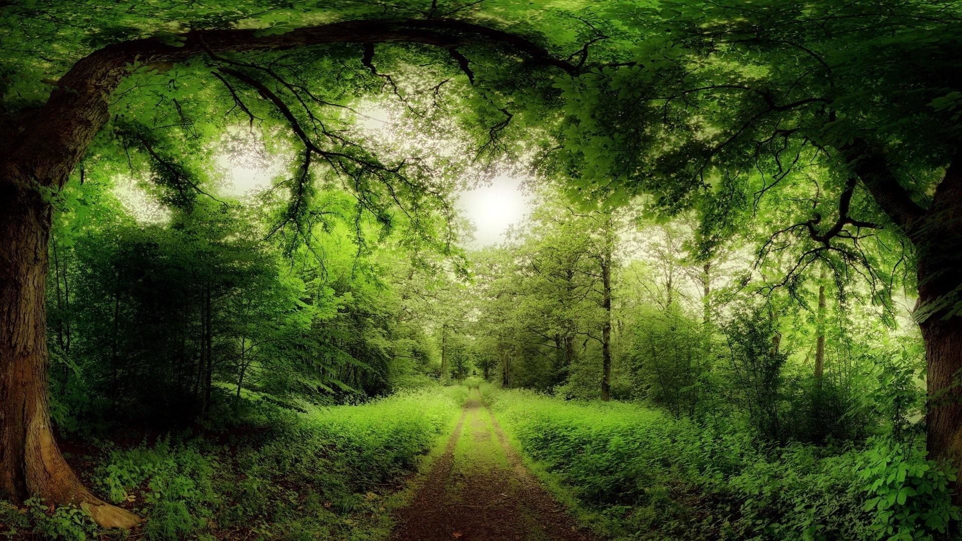 1920x1080 Enchanted Forest Path Desktop Wallpaper