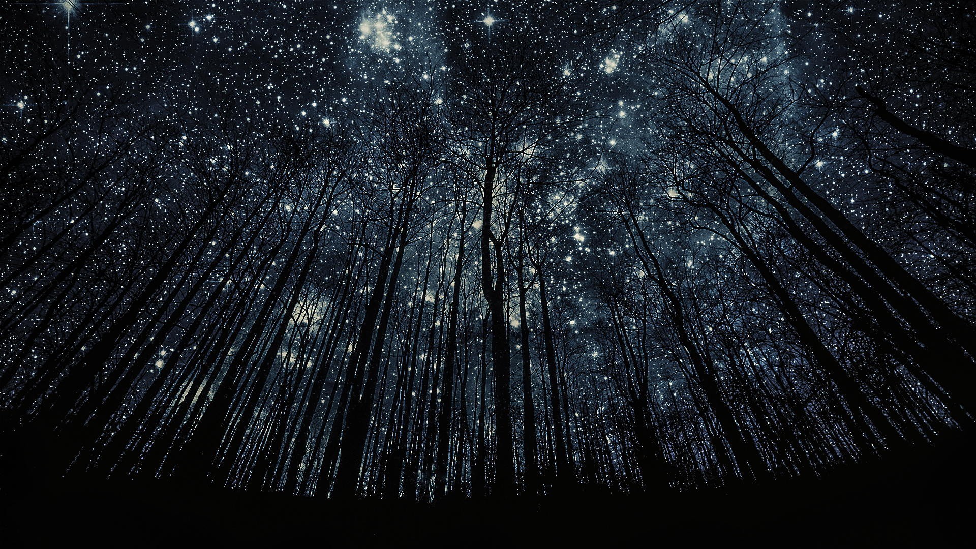 1920x1080 ... Trees without leaves on a background of stars Desktop wallpapers.