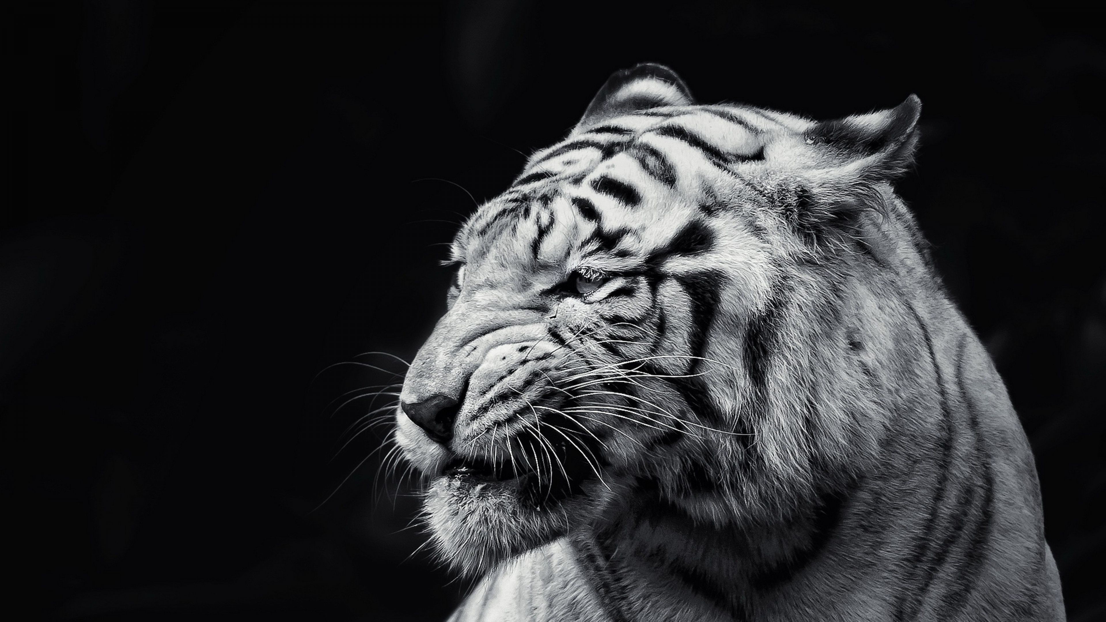 3840x2160 Download Wallpaper  Tiger, Face, Eyes, Black and white 4K .