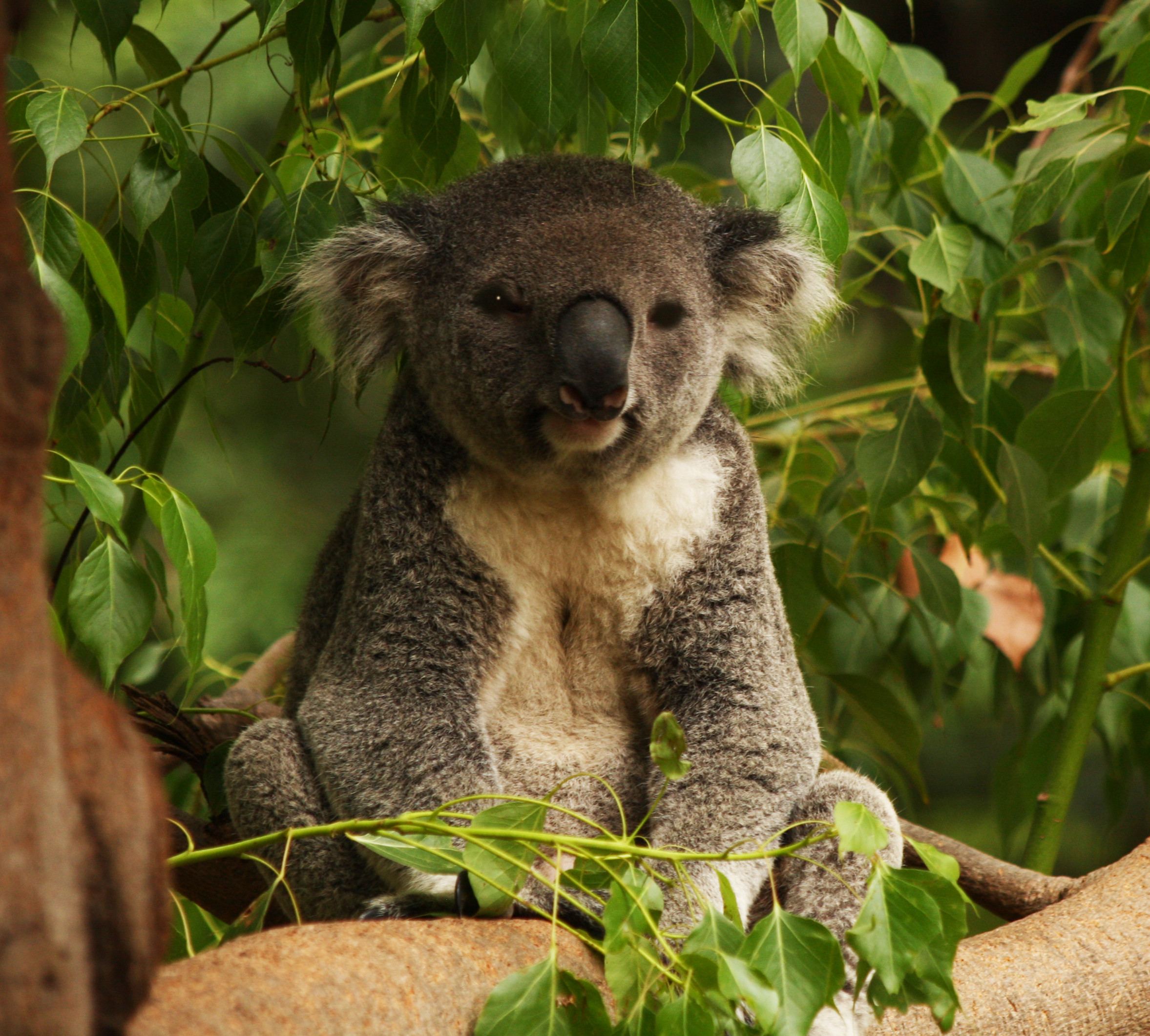 2355x2121 File:Koala Bear.jpg