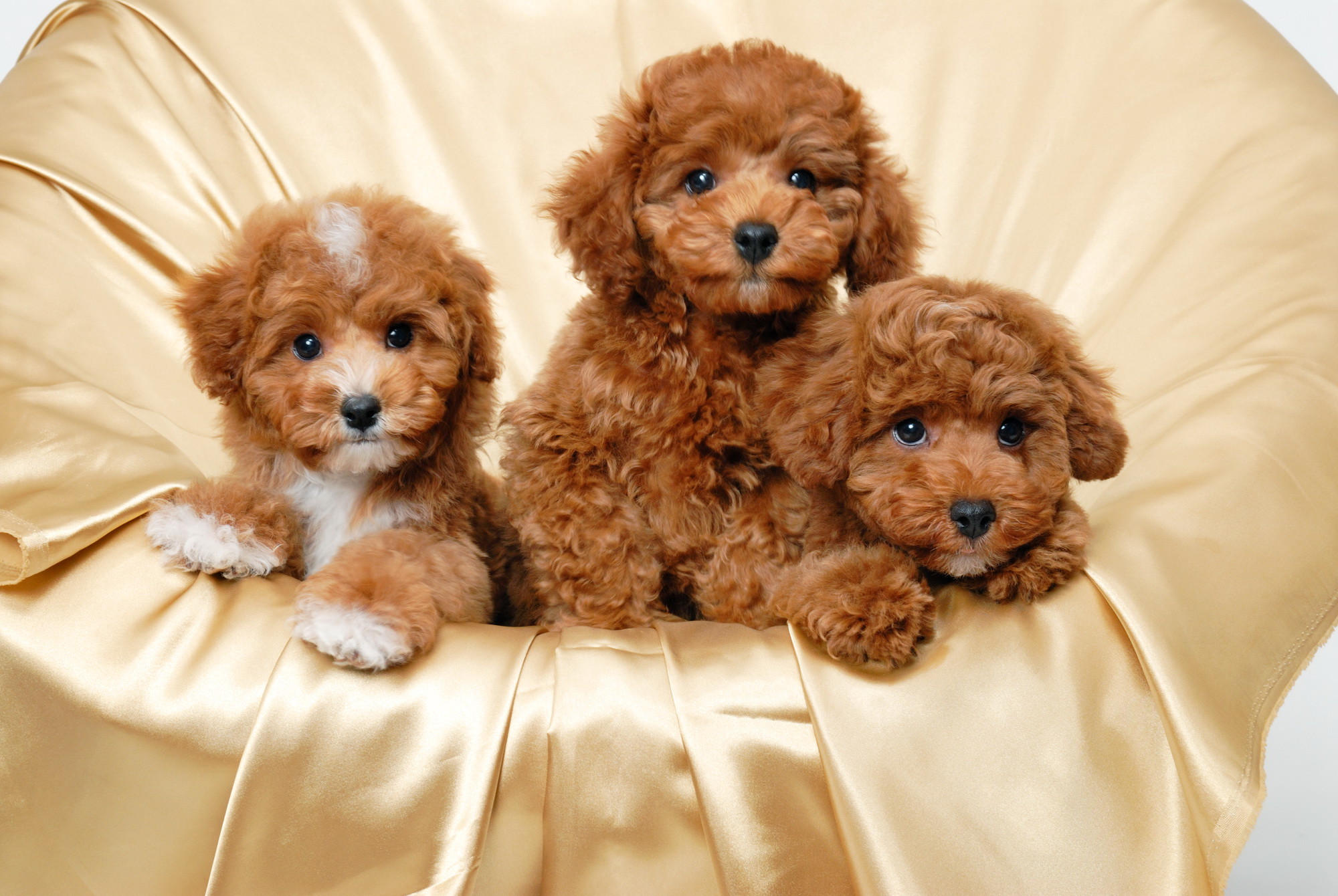 2000x1340 HD Cute Puppies Wallpaper | Download Free - 104897