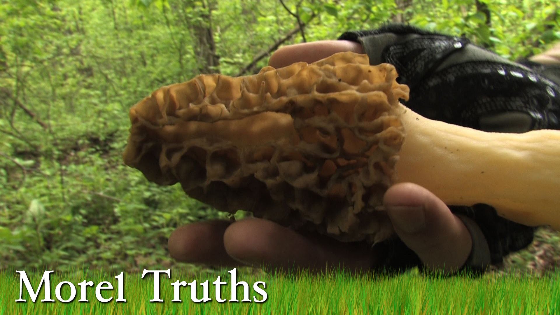 1920x1080 How I found Morel Mushrooms: Morel Truths with Karl Dettmann
