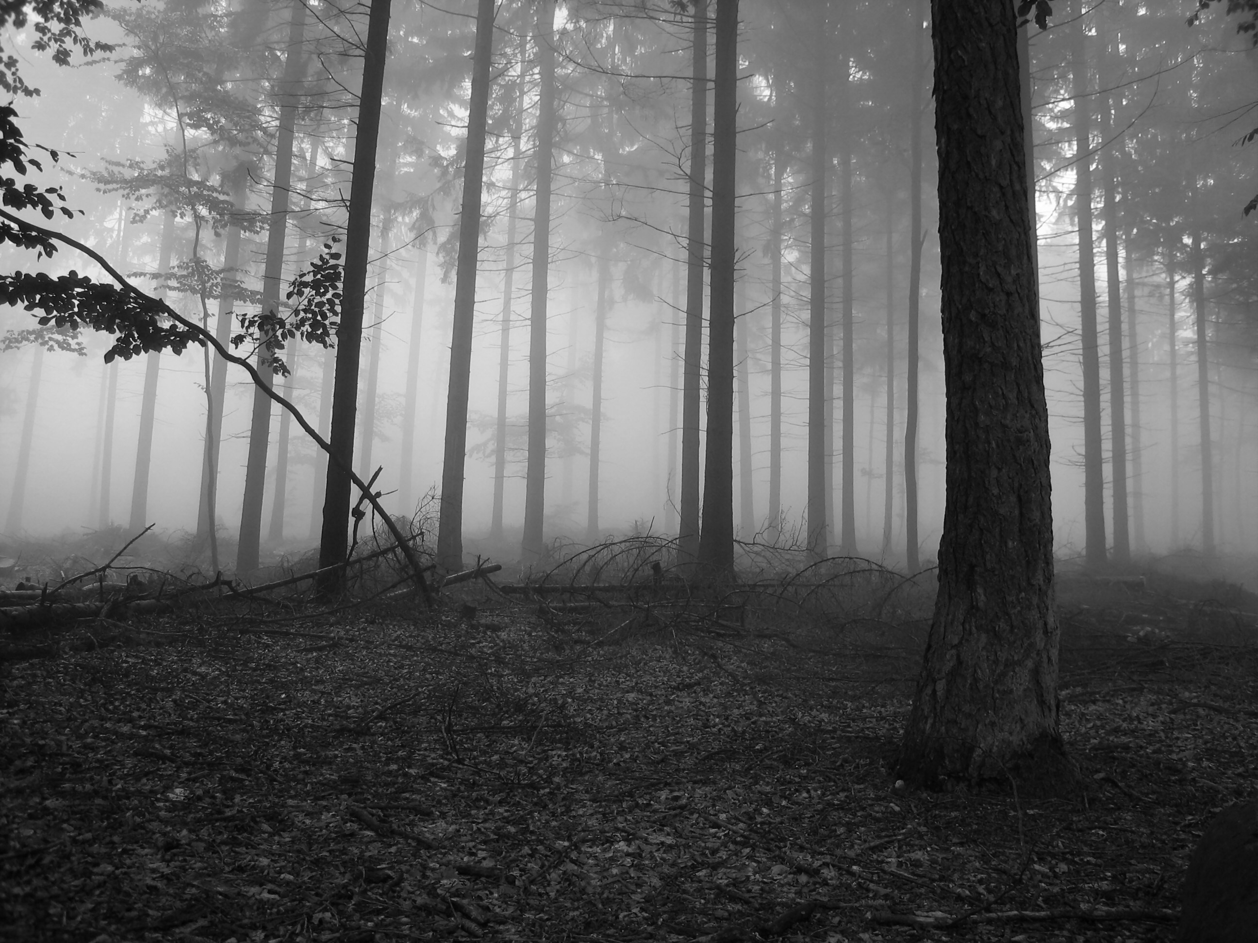 2592x1944  px wallpaper desktop fog by Todd MacDonald for -  pocketfullofgrace.com