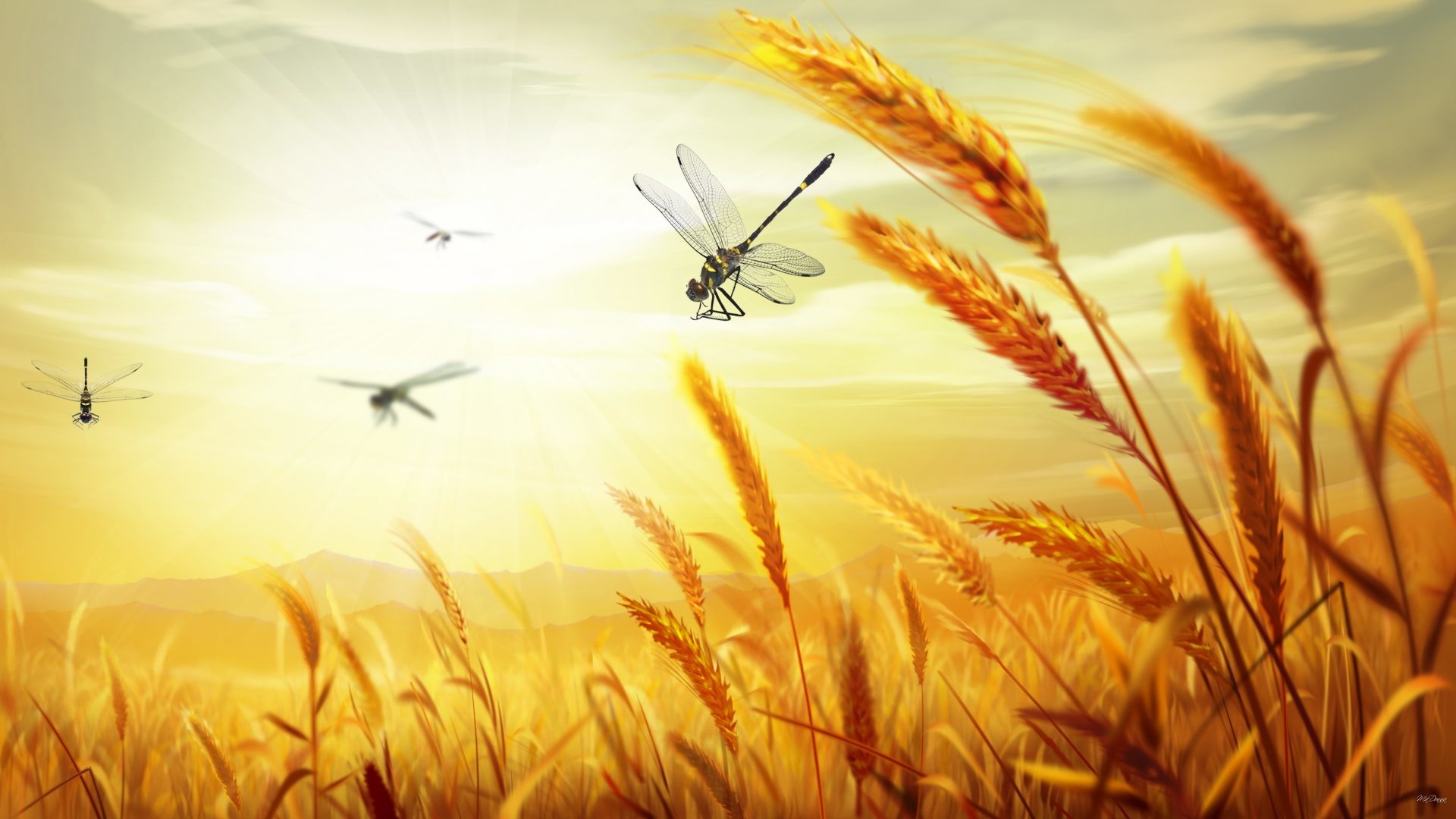 1920x1080 Harvest Tag - Country Field Dragonflies Agriculture Wheat Gold Farm Sky  Grass Bread Grain Harvest Oats