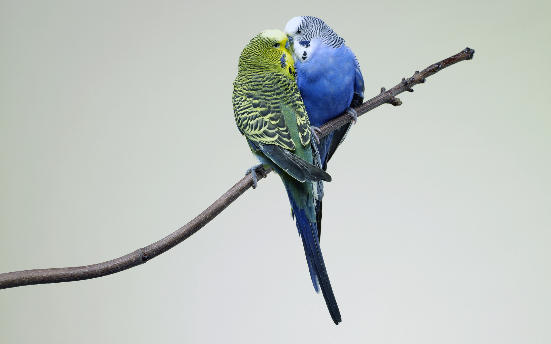1920x1200 Budgies images 2 Budgies HD wallpaper and background photos