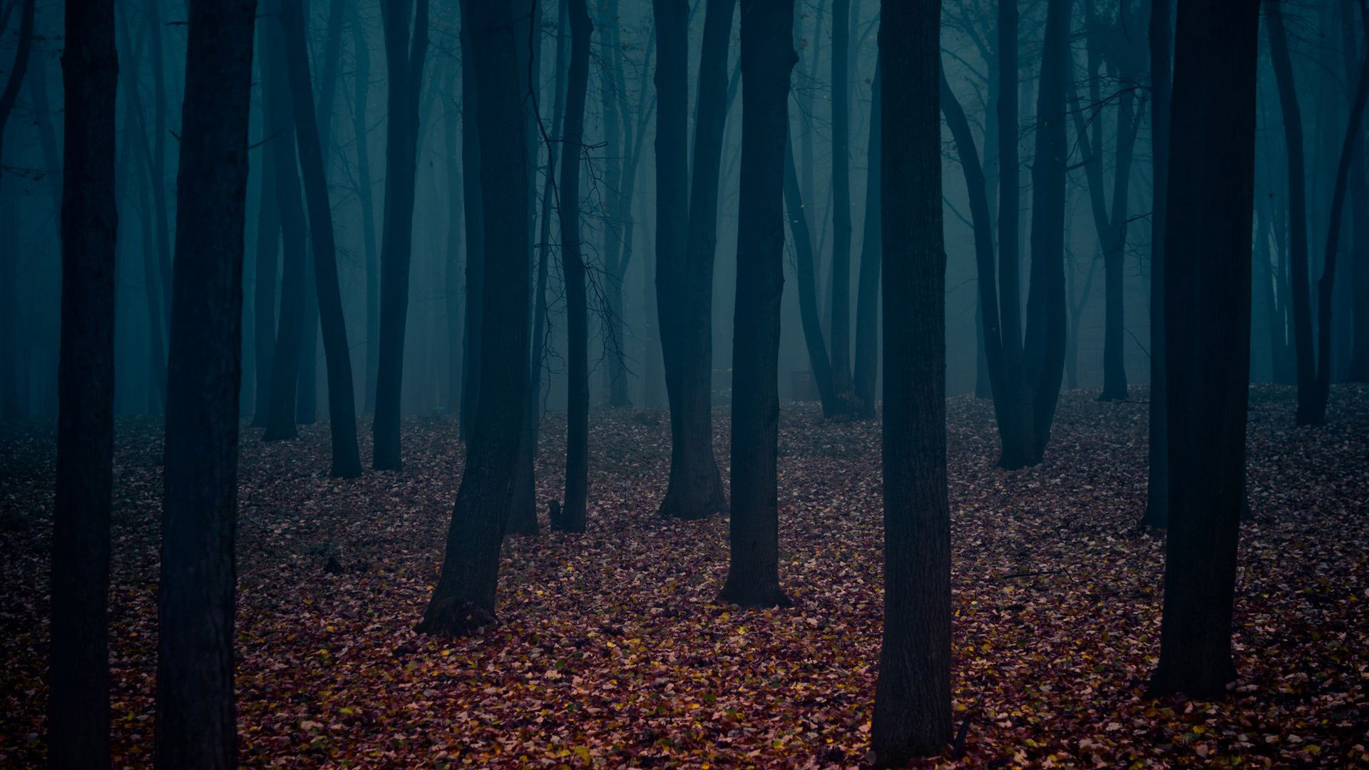 1920x1080 Dark Forest wallpapers 1080p