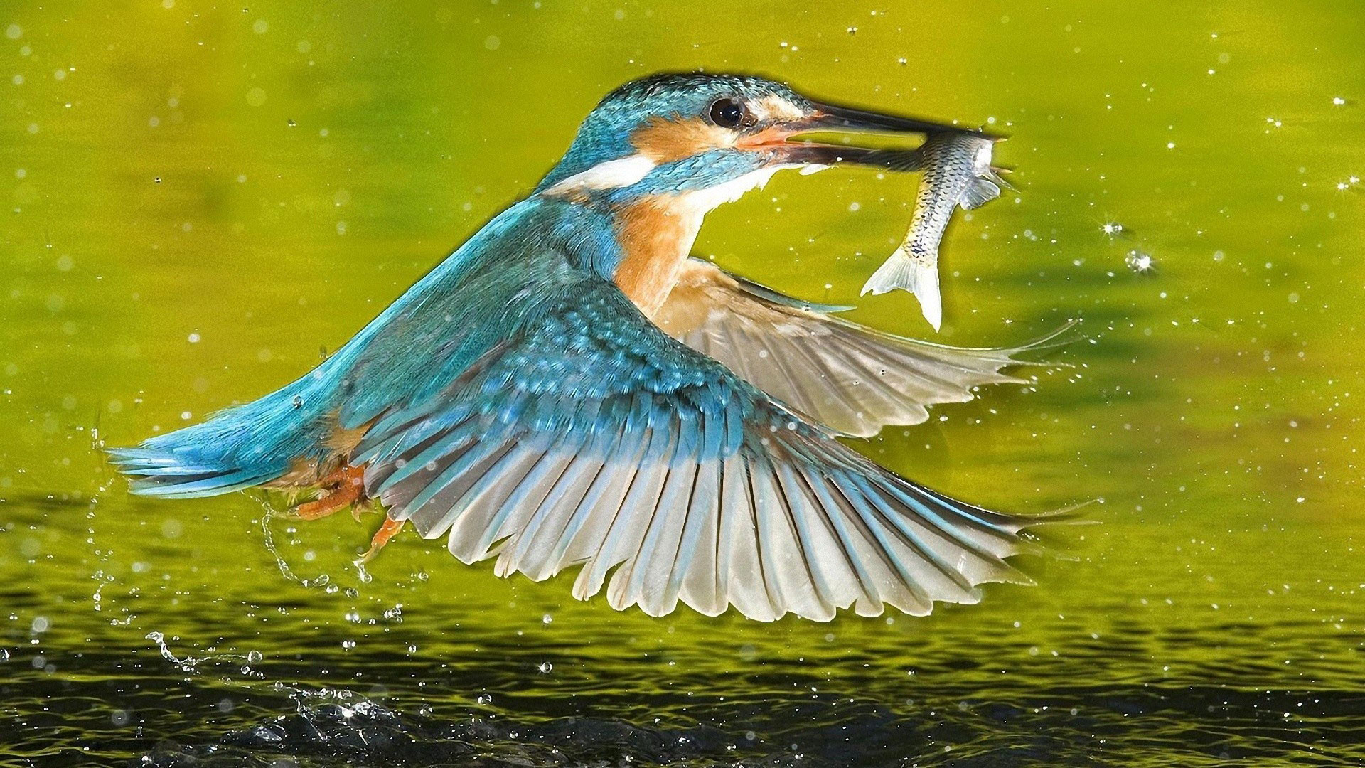 1920x1080 hd pics photos birds kingfisher with fish desktop background 2 wallpaper