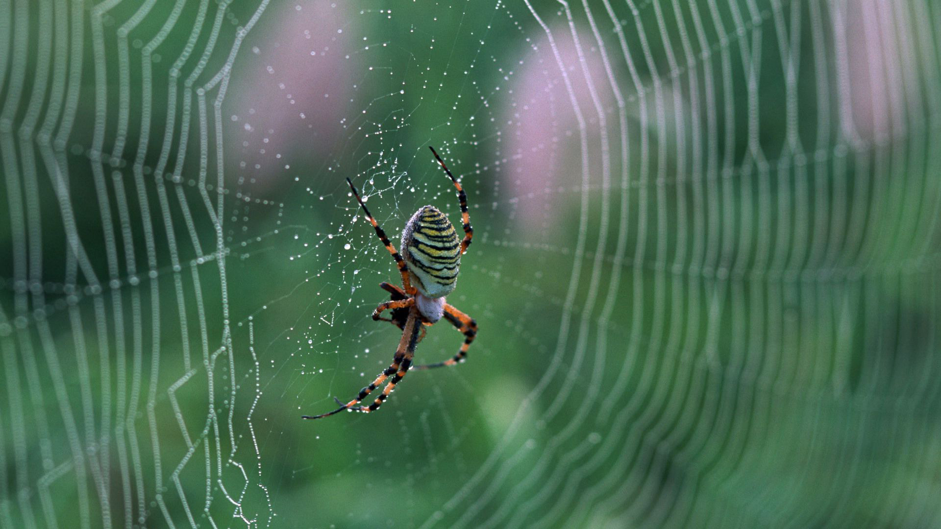 1920x1080 Spider Web Wallpaper 49622