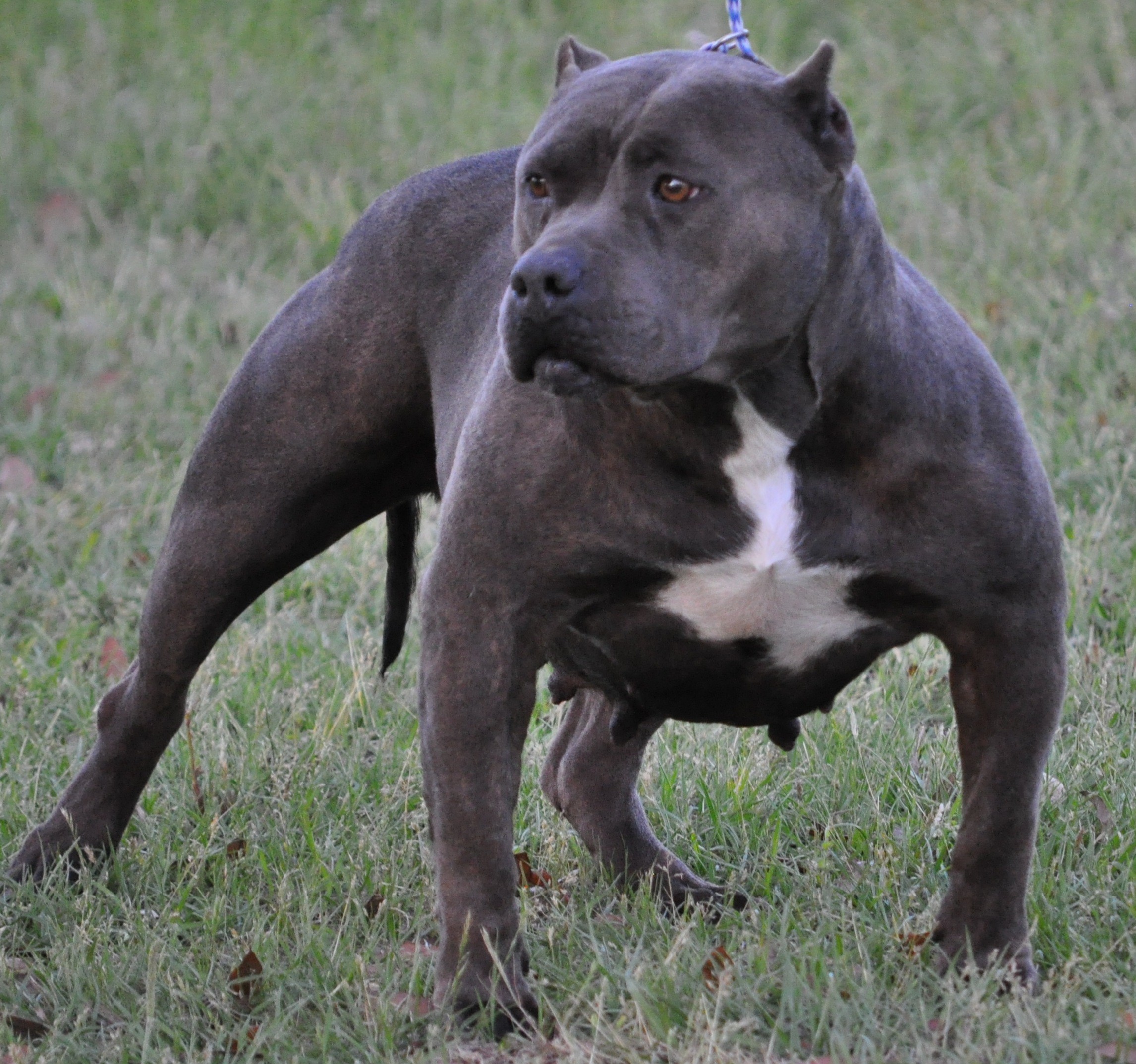 2292x2147 NVK ROCKSOLID'S BUBBLES. NVK ROCKSOLID'S BUBBLES 0 HTML code. Blue pitbull  puppies pictures wallpaper