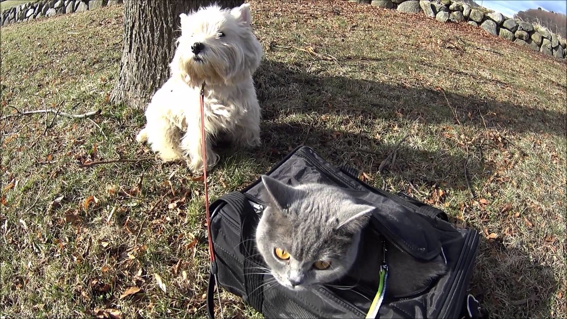 1920x1080 Westie Dog And British Shorthair Together
