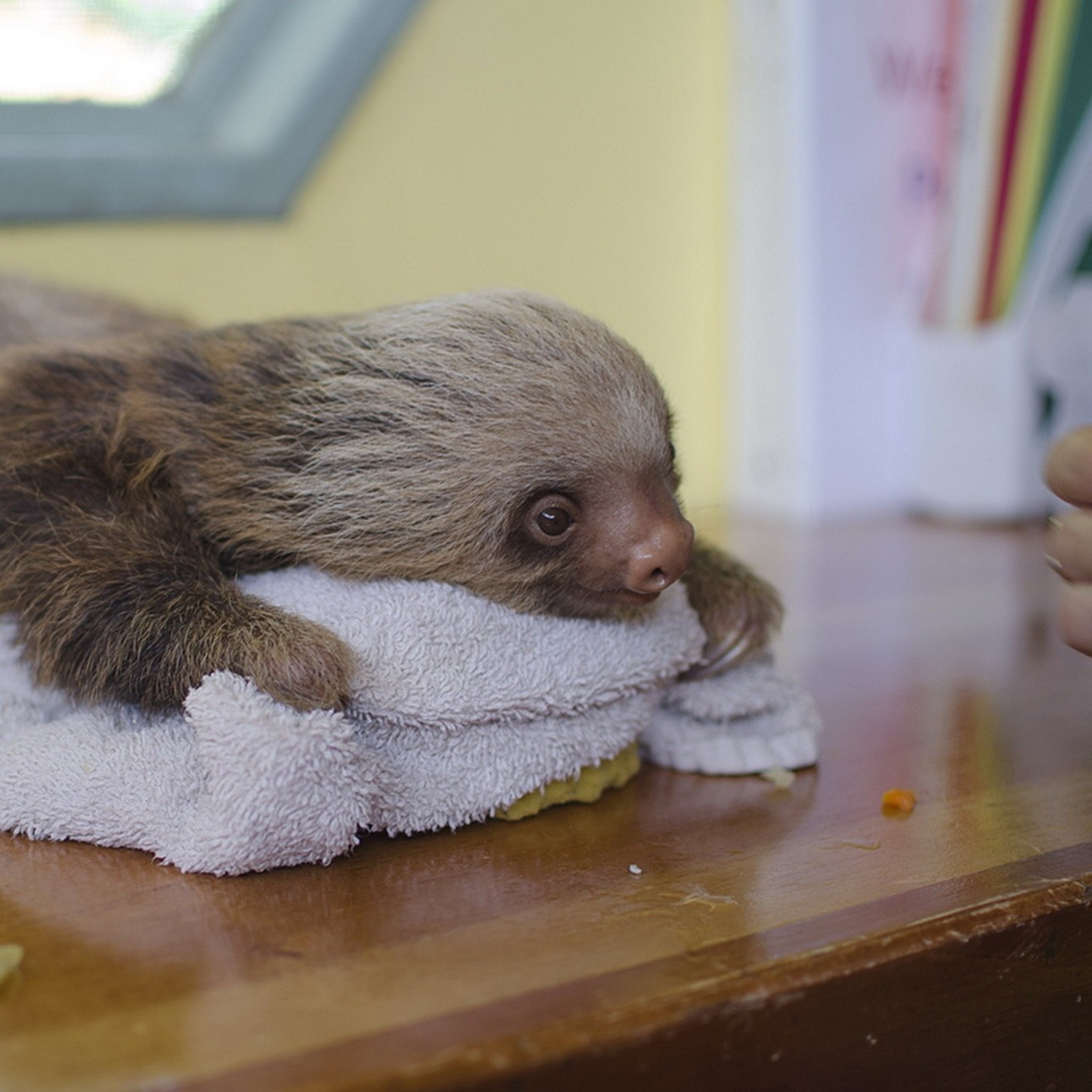 2048x2048 Preview wallpaper sloth, lying, animal, towel 