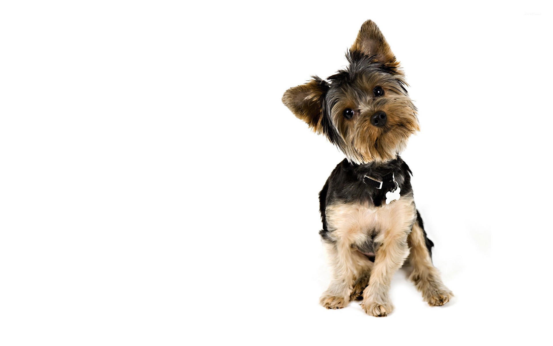 1920x1200 Curious Yorkshire Terrier wallpaper - Animal wallpapers .