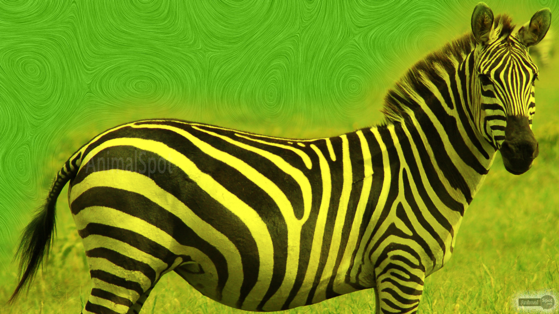 1920x1080 Best Zebra Wallpapers and Backgrounds