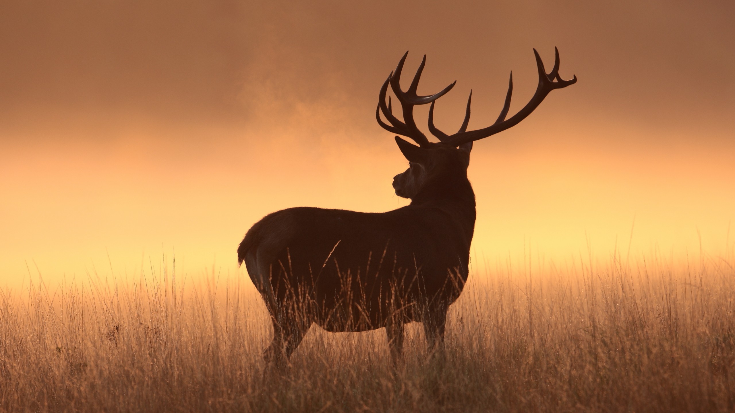 2560x1440 Animals / Deer Wallpaper