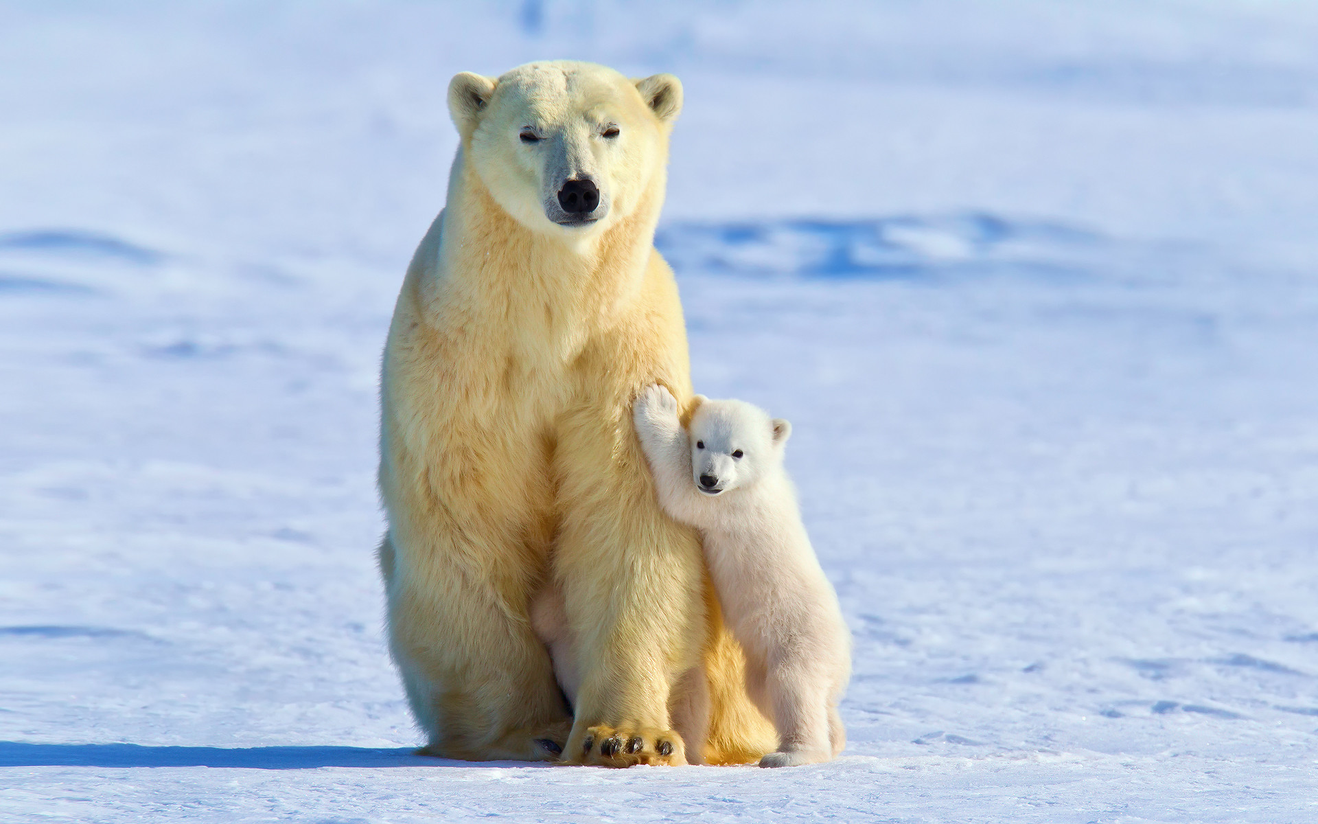 1920x1200 polar Bears, Animals, Snow, Ice, Baby Animals Wallpapers HD / Desktop and  Mobile Backgrounds