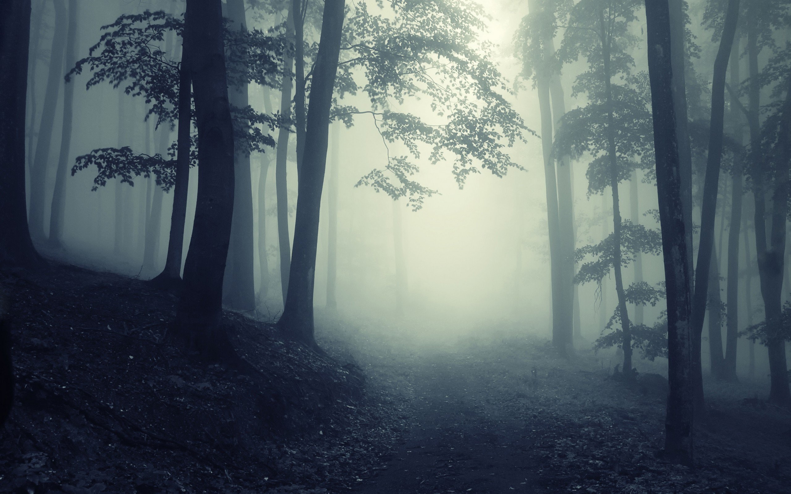 2560x1600 Dark Forest | Path Through A Dark Forest |