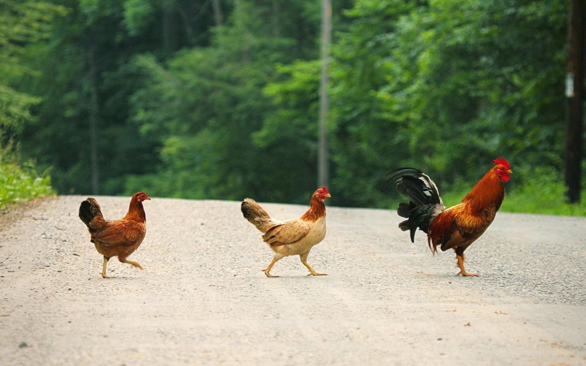 Best 100 Chicken Pictures  Download Free Images  Stock Photos on Unsplash