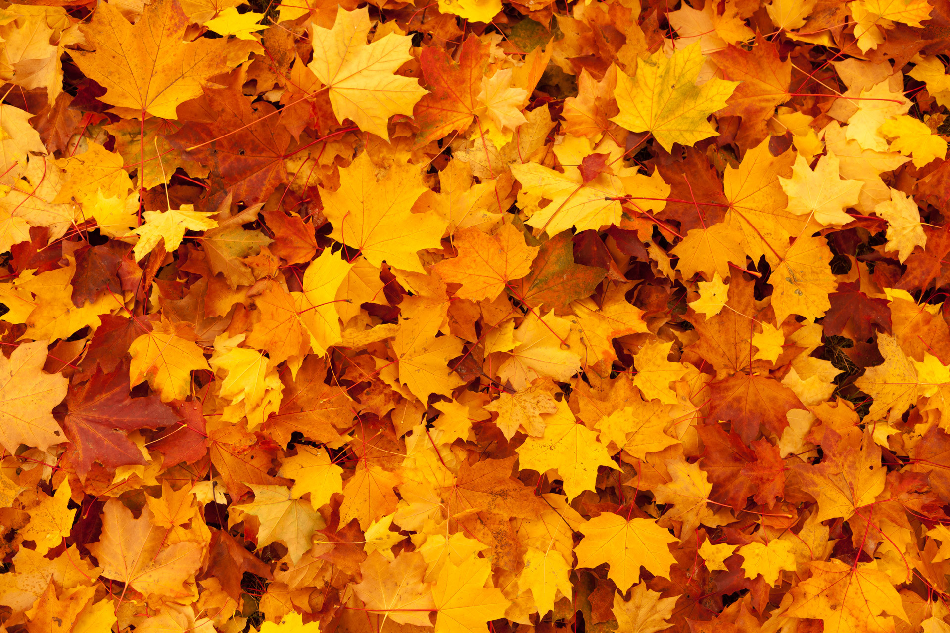 1920x1280 Maple Leaves Background Stock Photo HD Public Domain Pictures 