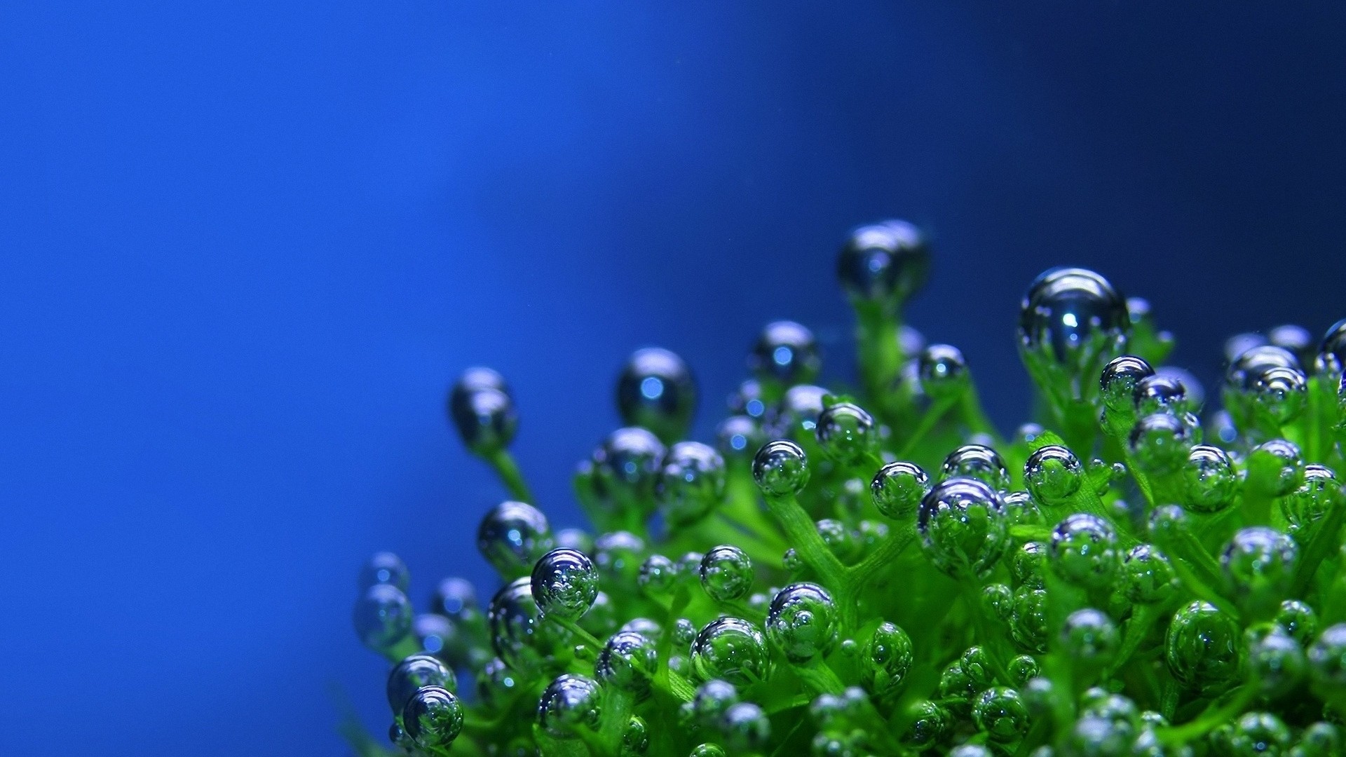 1920x1080 Preview wallpaper green, drops, bubbles, plant, blue background 