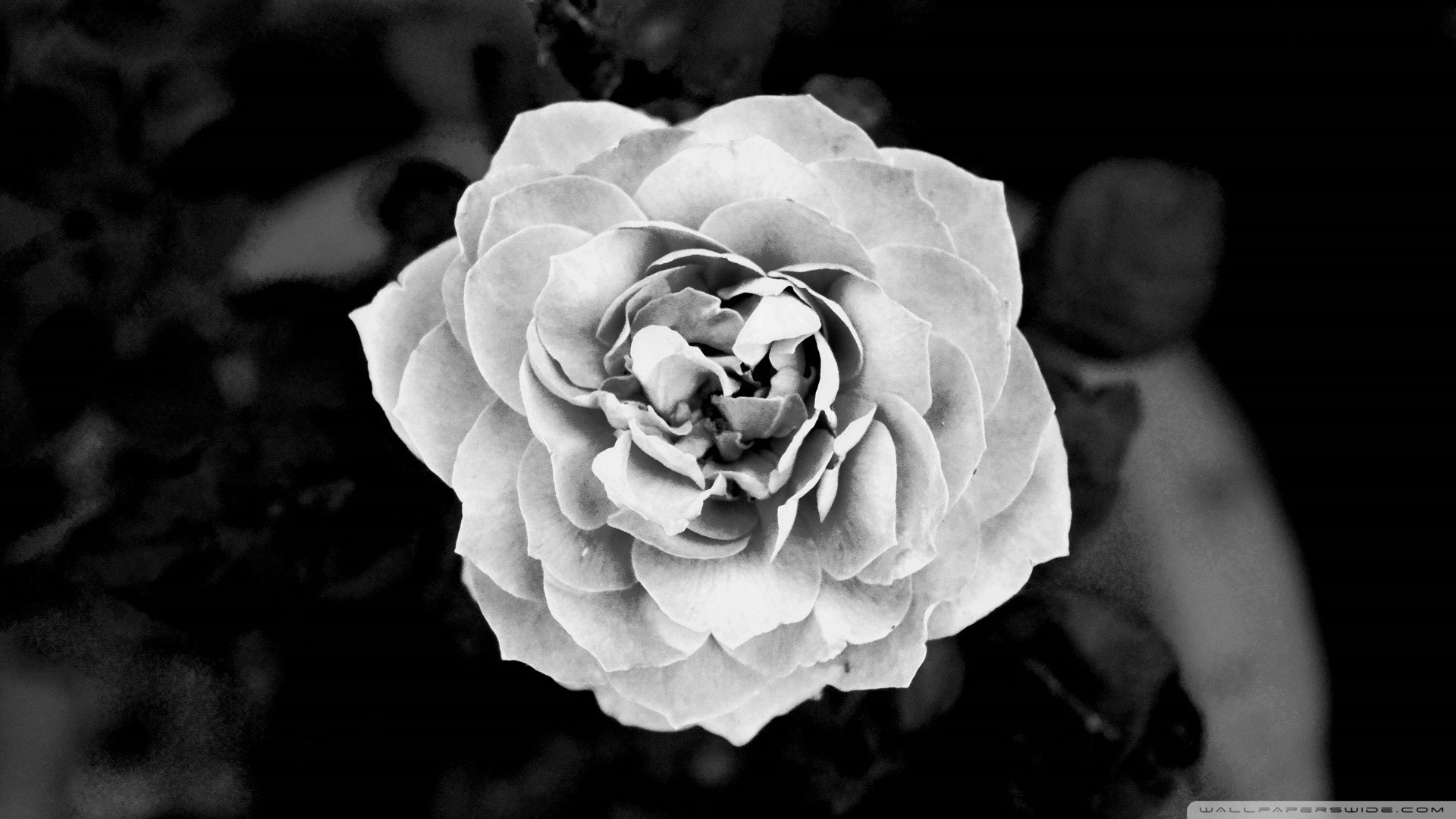 1920x1080 White Rose