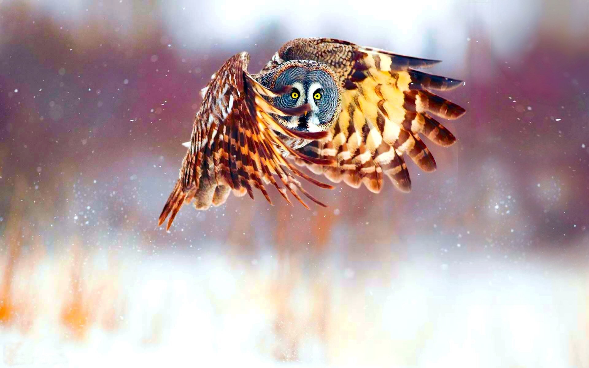 1920x1200 HD Wallpaper | Background Image ID:318236.  Animal Owl