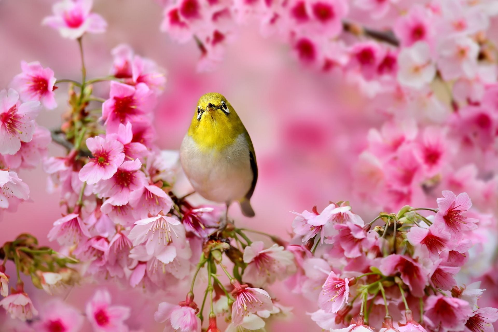 1920x1280 bird the japanese white-eye sakura flower pink tree spring