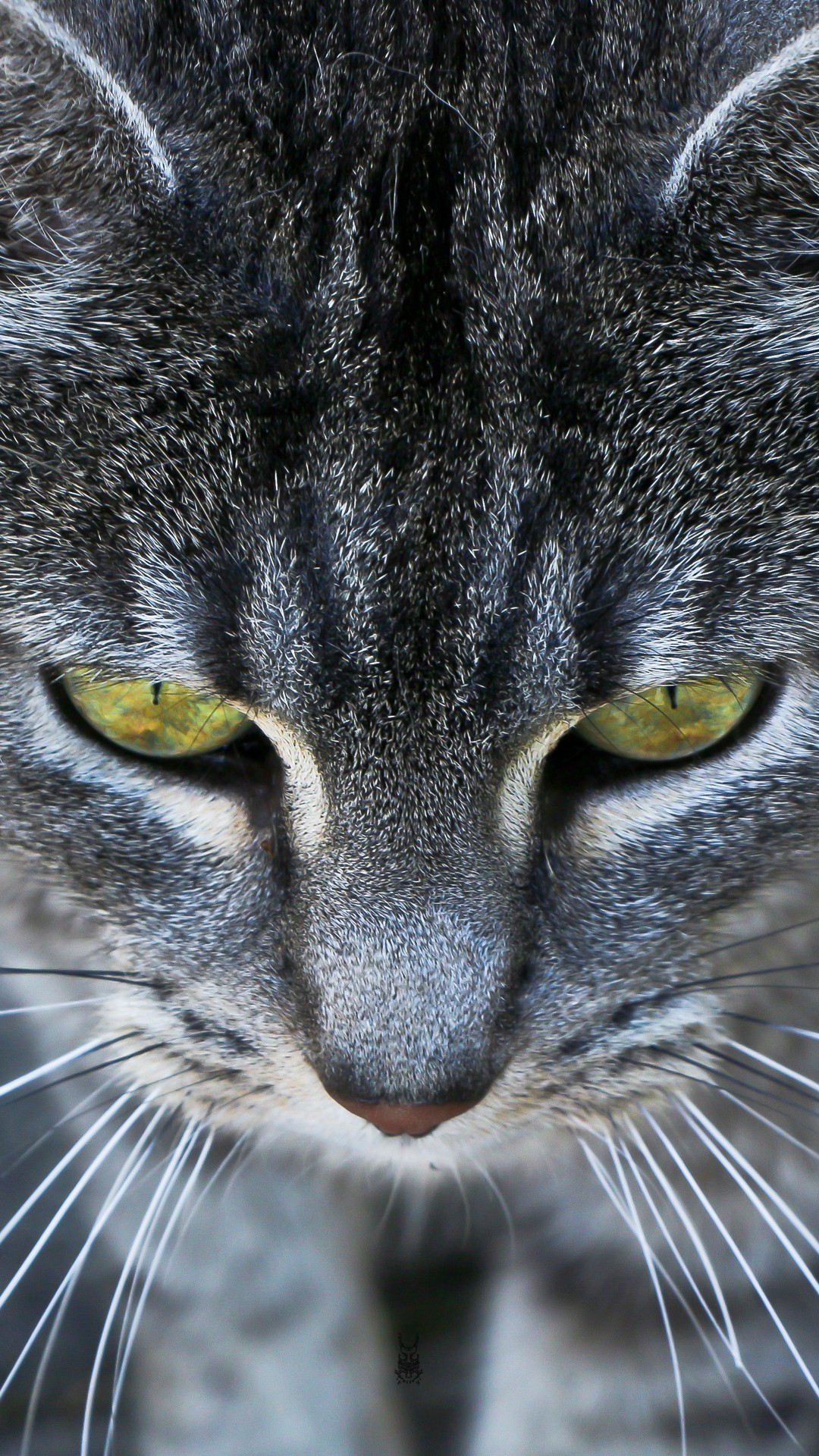 1080x1920 Animals iPhone 6 Plus Wallpapers - Grey Cat Ember Eyes iPhone 6 Plus HD  Wallpaper #