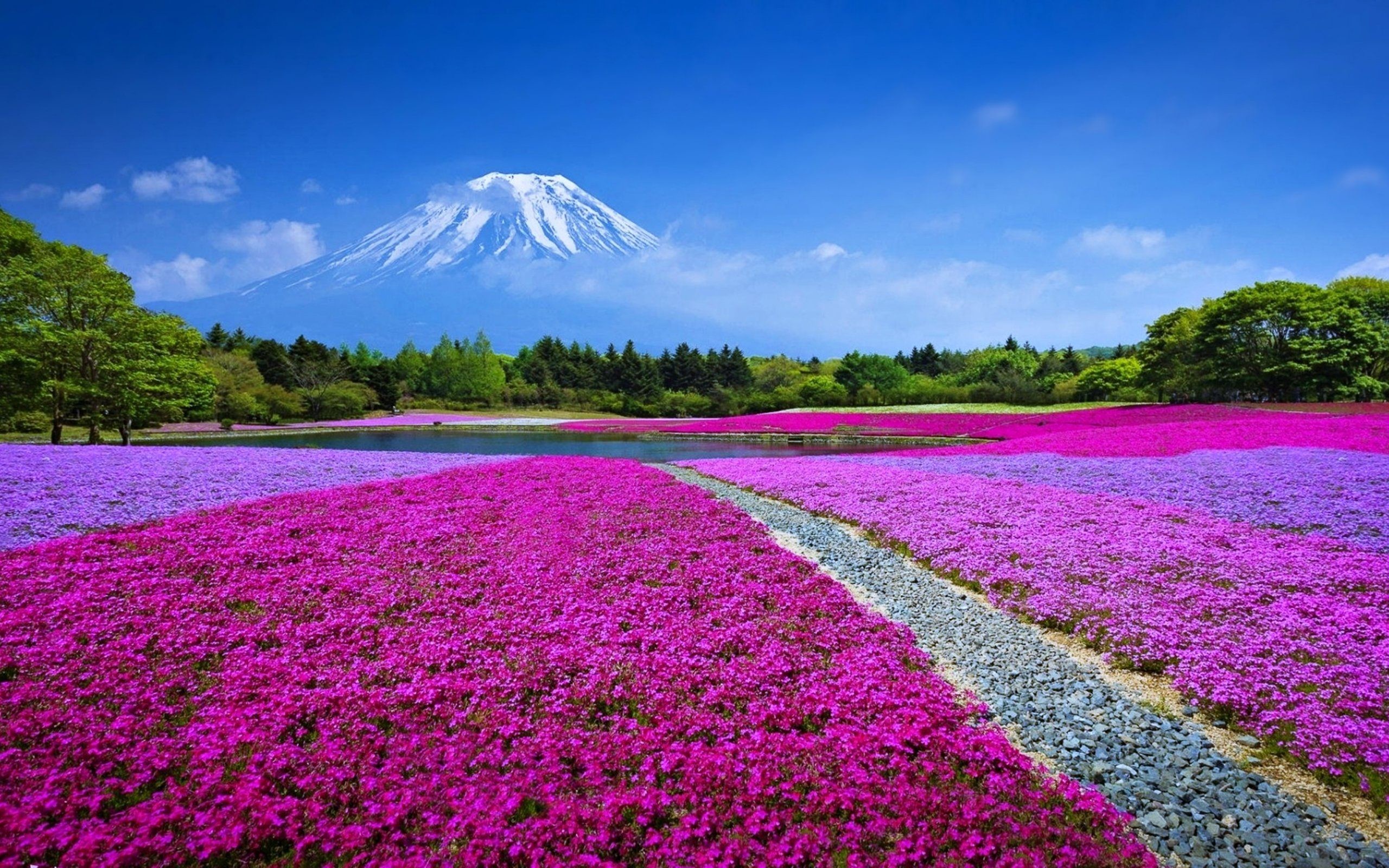 2560x1600 Mt Fuji Japan Beautiful Landscape Wallpaper