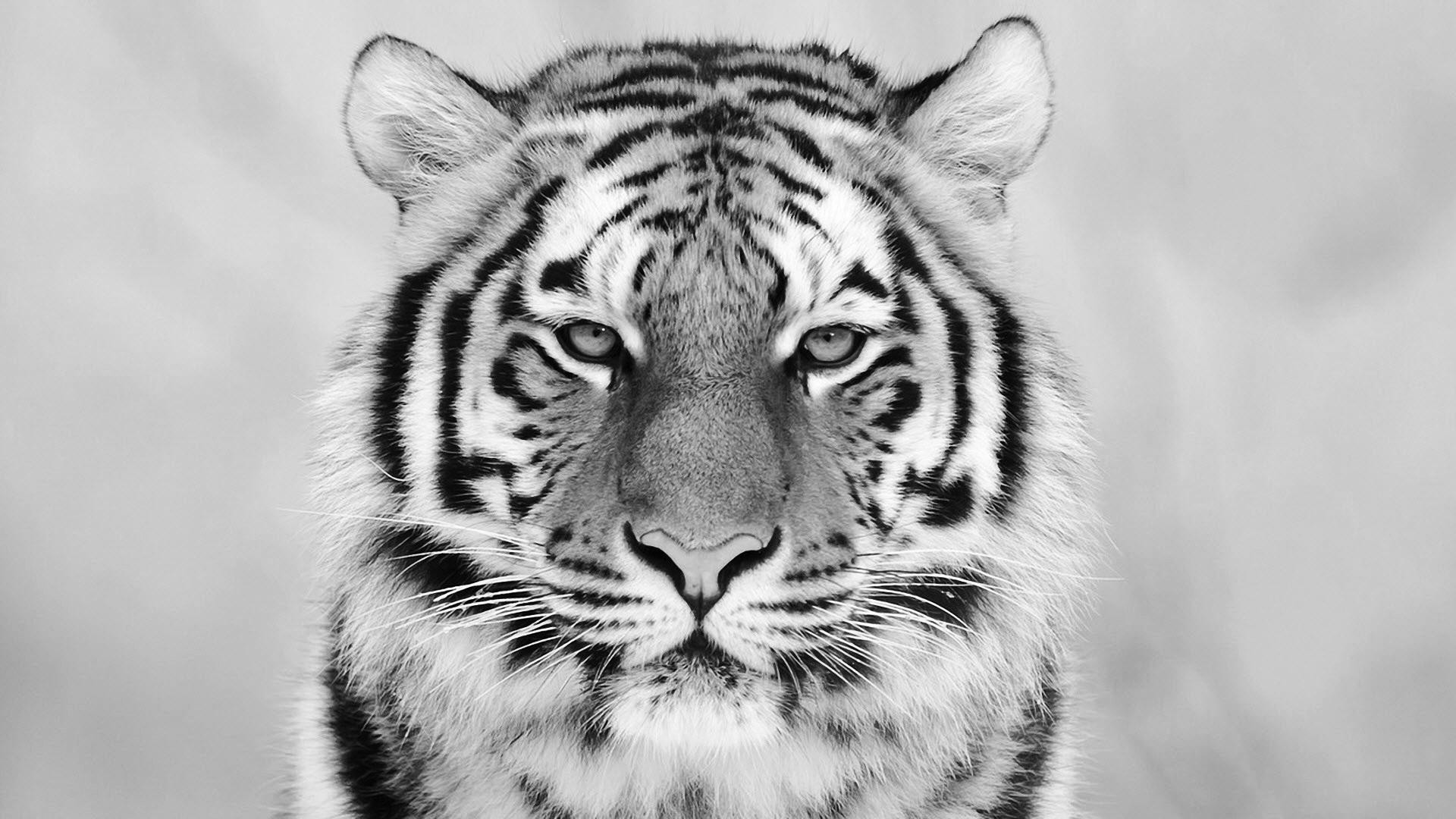 1920x1080 White Tiger Wallpaper Free