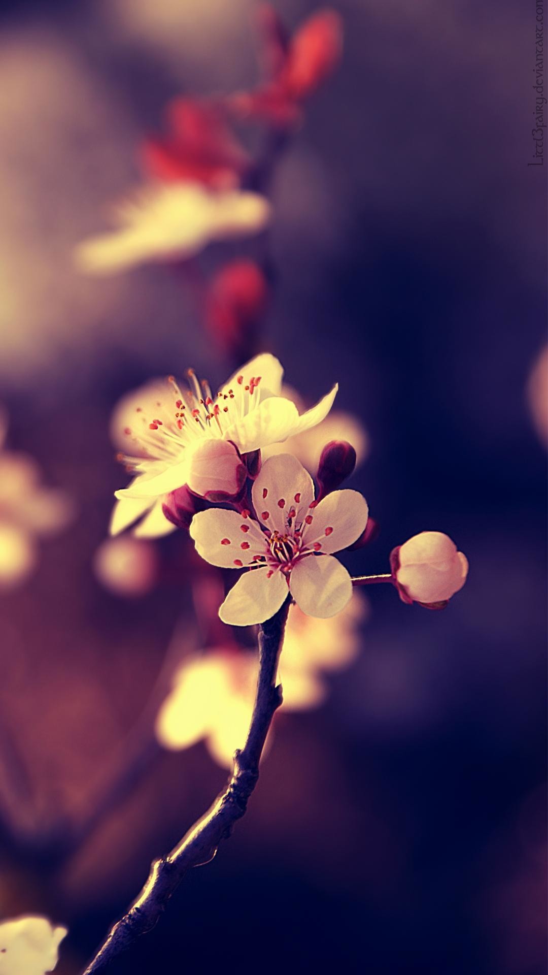 1080x1920 http-www-vactualpapers-com-gallery-beautiful-flowers-mobile-