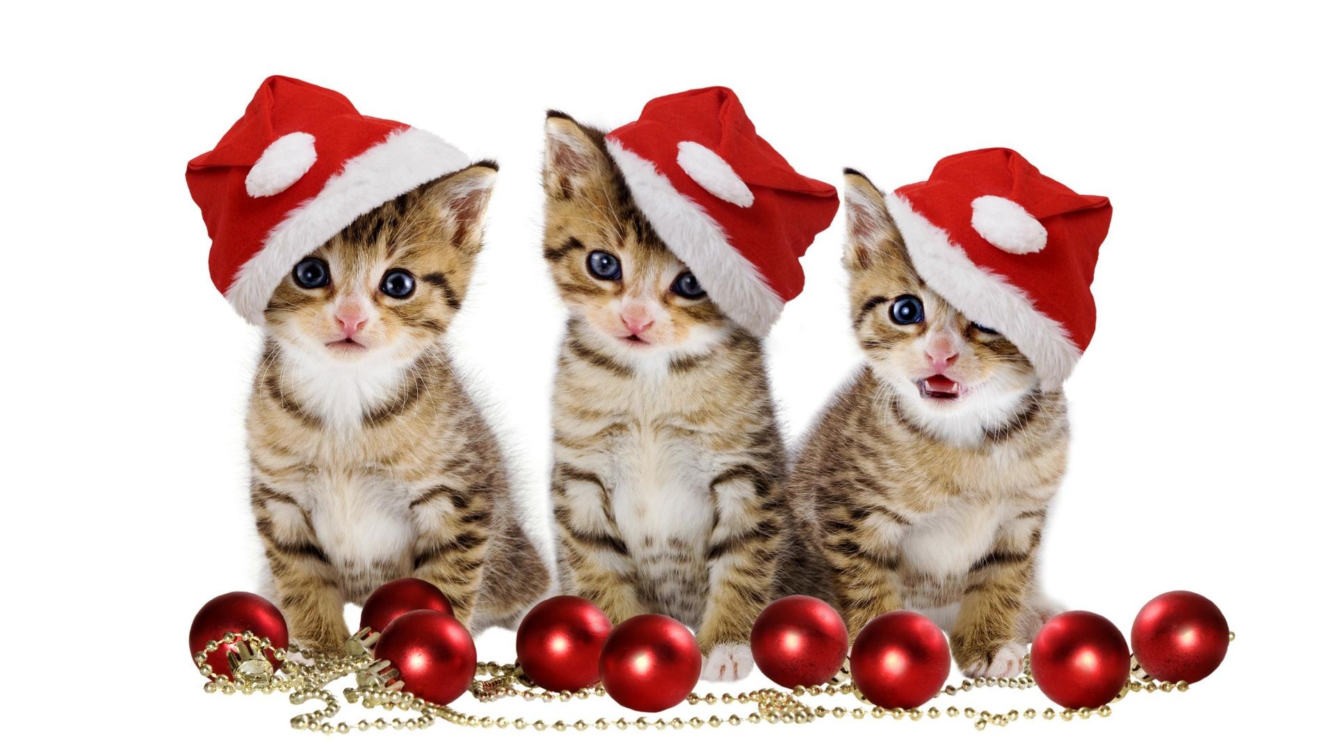 1920x1080 Christmas Kittens with Santa Hat